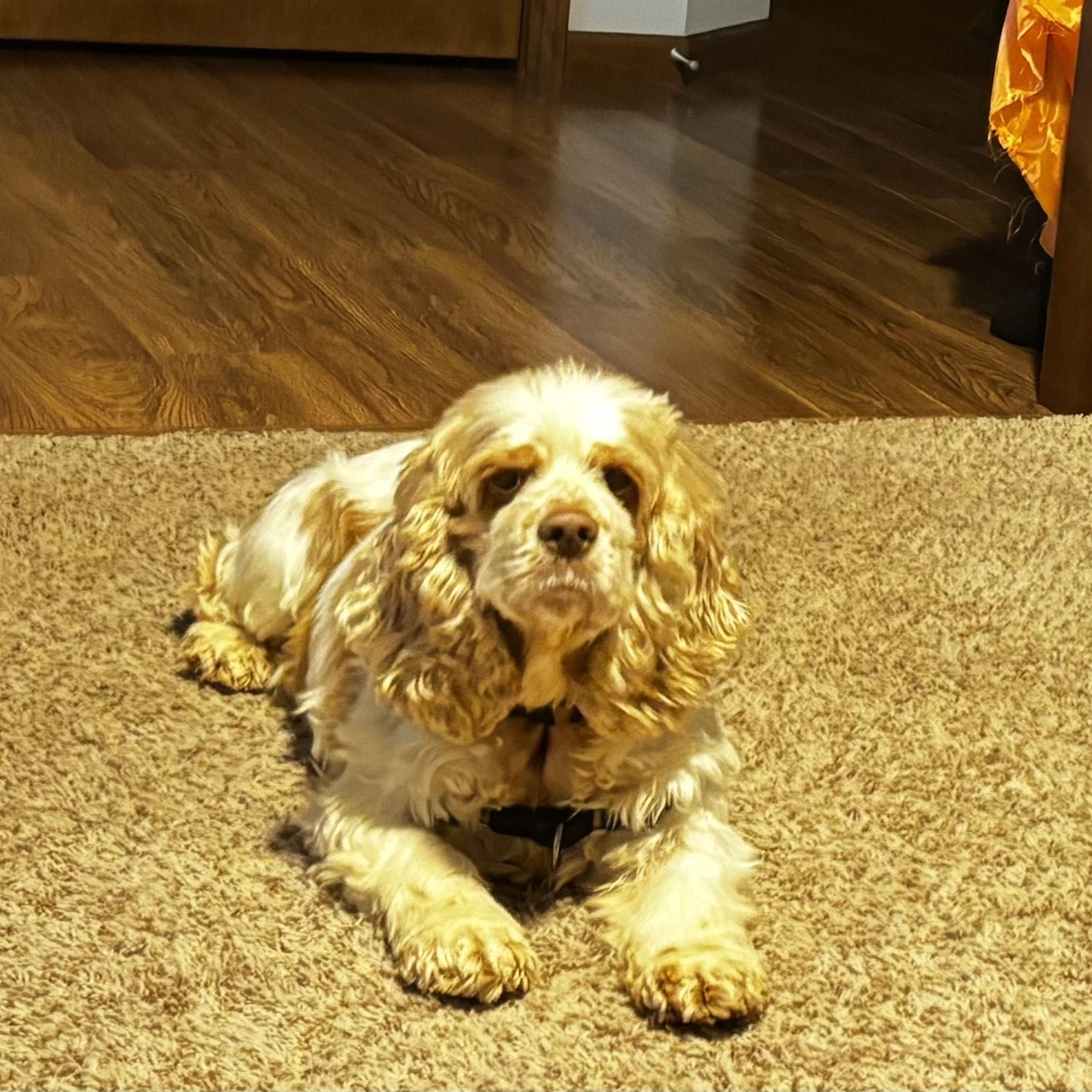 Thelma, a Adoptable Cocker Spaniel in Hartland, WI image 2/5