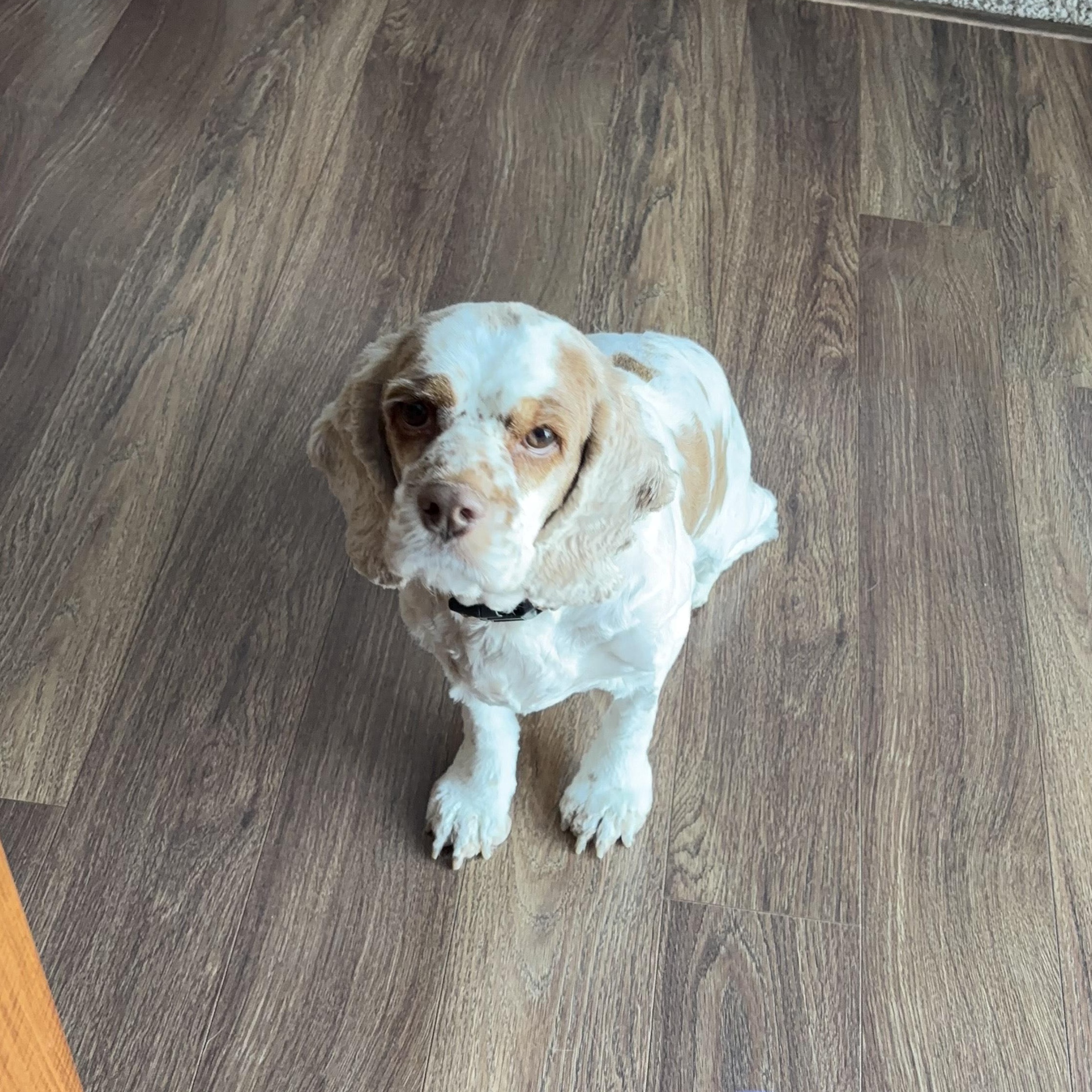 Enlarge Thelma, a Adoptable Cocker Spaniel in Hartland, WI image 6/6
