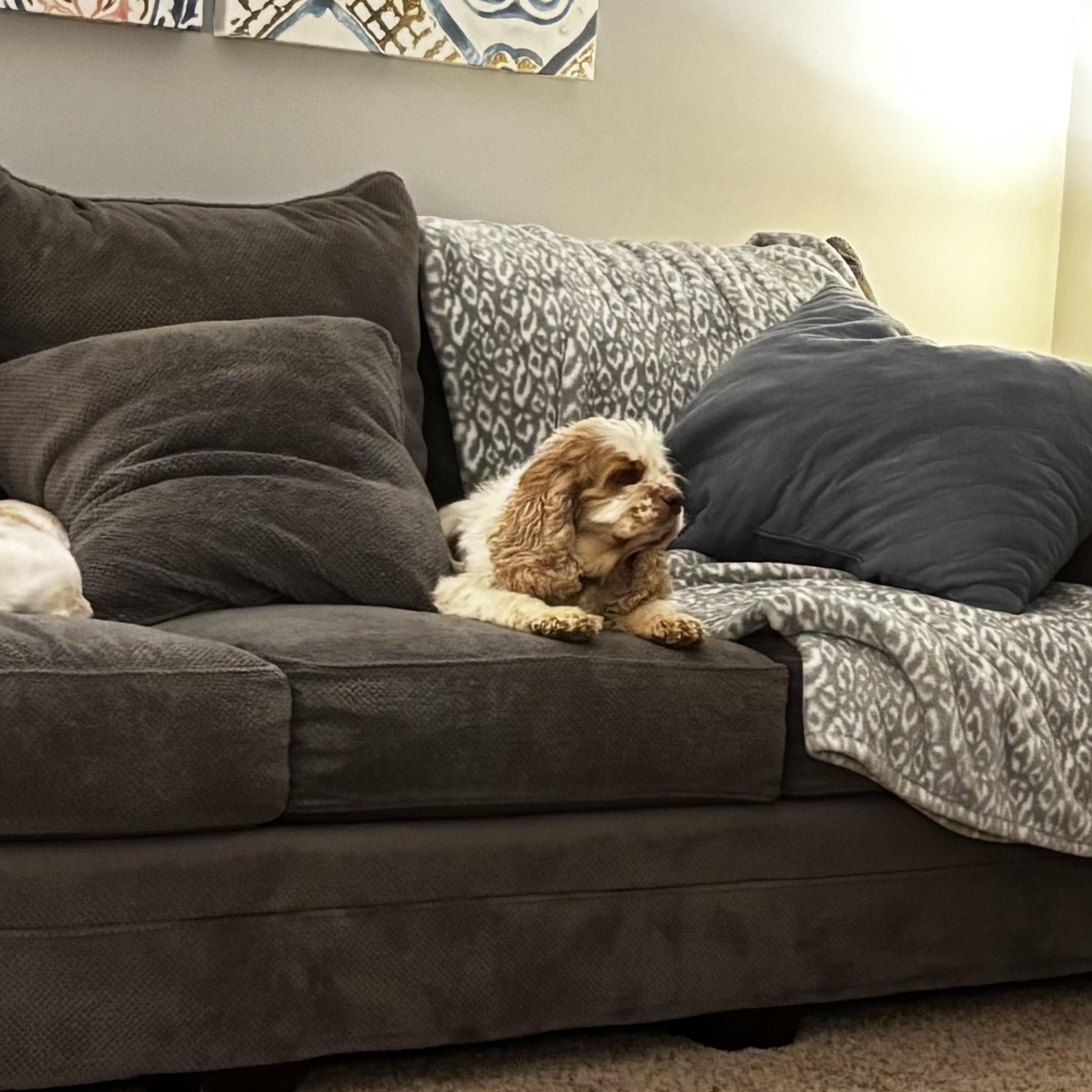 Thelma, a Adoptable Cocker Spaniel in Hartland, WI image 3/5