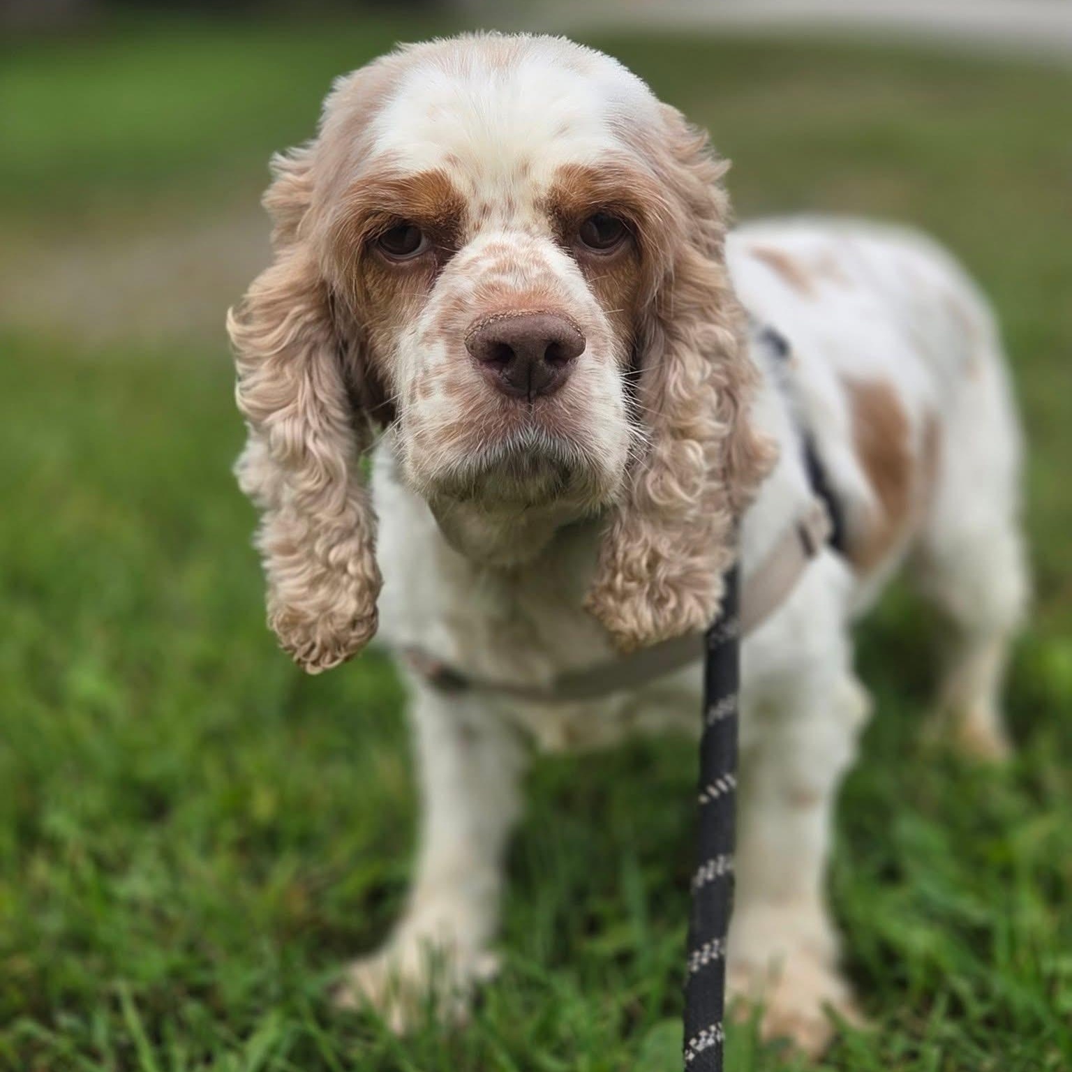 Thelma, a Adoptable Cocker Spaniel in Hartland, WI image 5/5