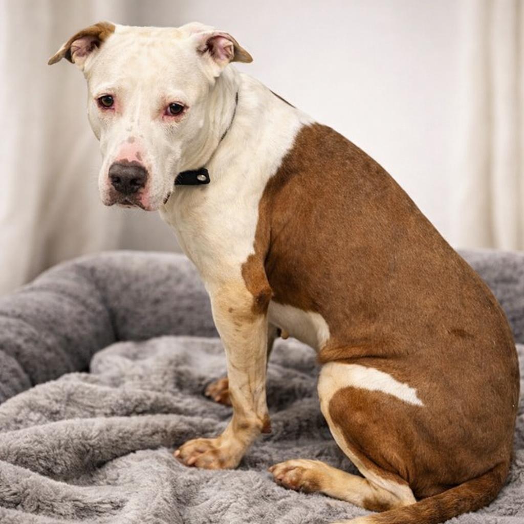 Tiny, ADOPTABLE, Young Female Pit Bull Terrier & Mixed Breed.