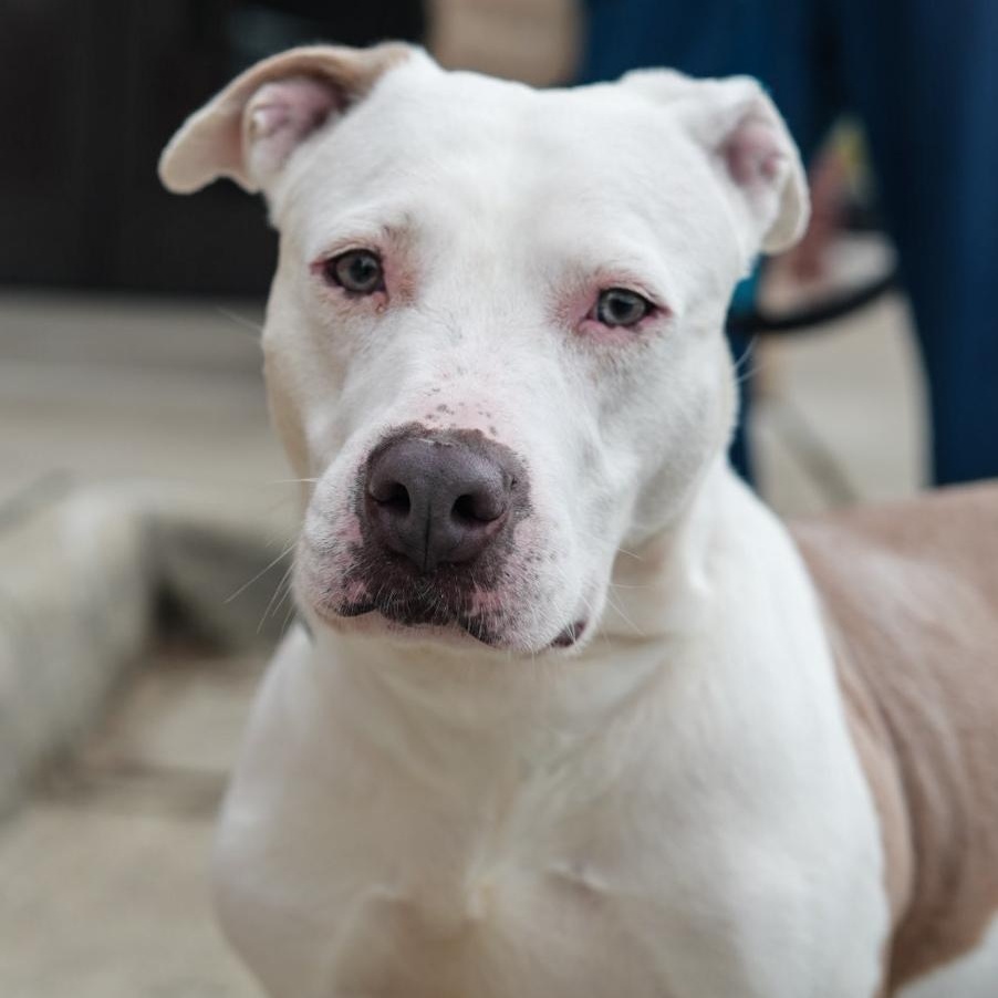 Enlarge Tiny ***No Adoption Fee Through March***, an adopted mixed breed in Stafford, VA image 3/6