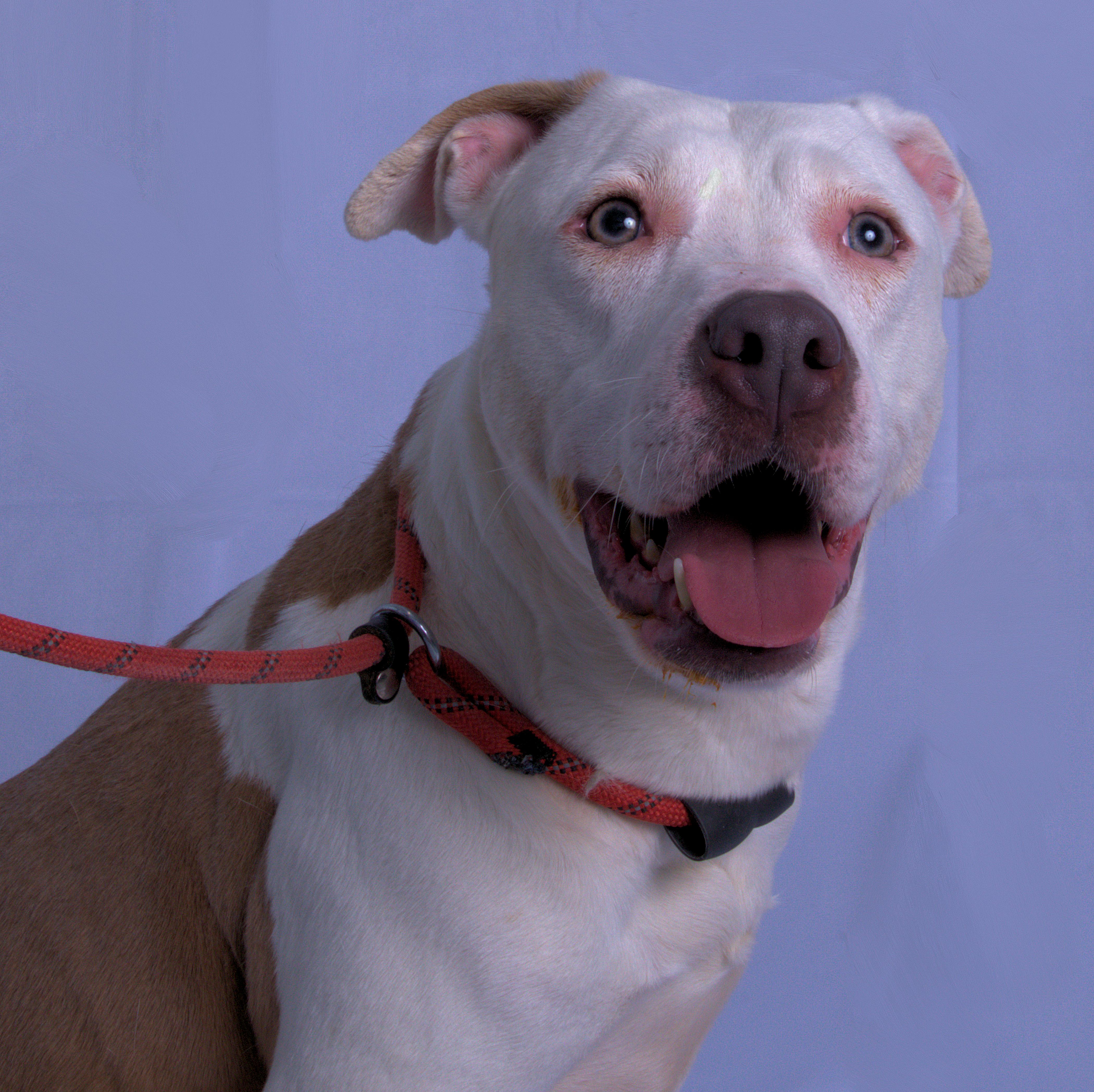 Enlarge Tiny ***No Adoption Fee Through March***, an adopted mixed breed in Stafford, VA image 1/6