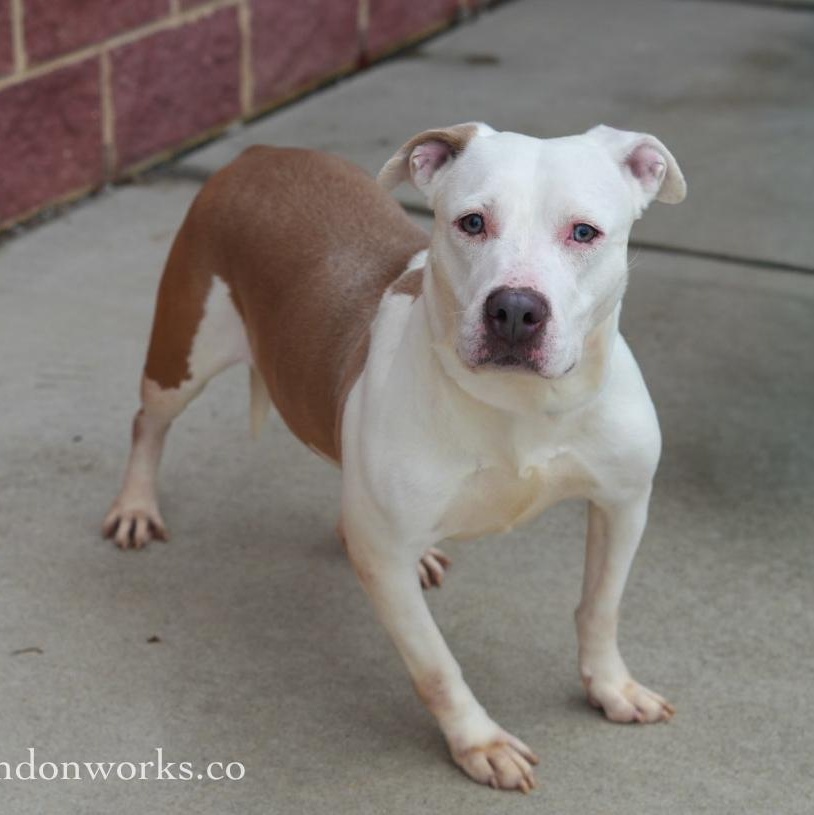 Enlarge Tiny ***No Adoption Fee Through March***, an adopted mixed breed in Stafford, VA image 2/6
