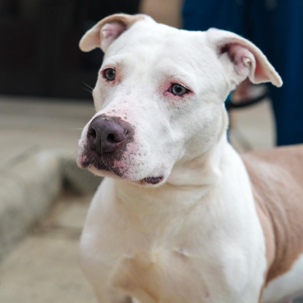 Enlarge Tiny ***No Adoption Fee Through March***, an adopted mixed breed in Stafford, VA image 5/6