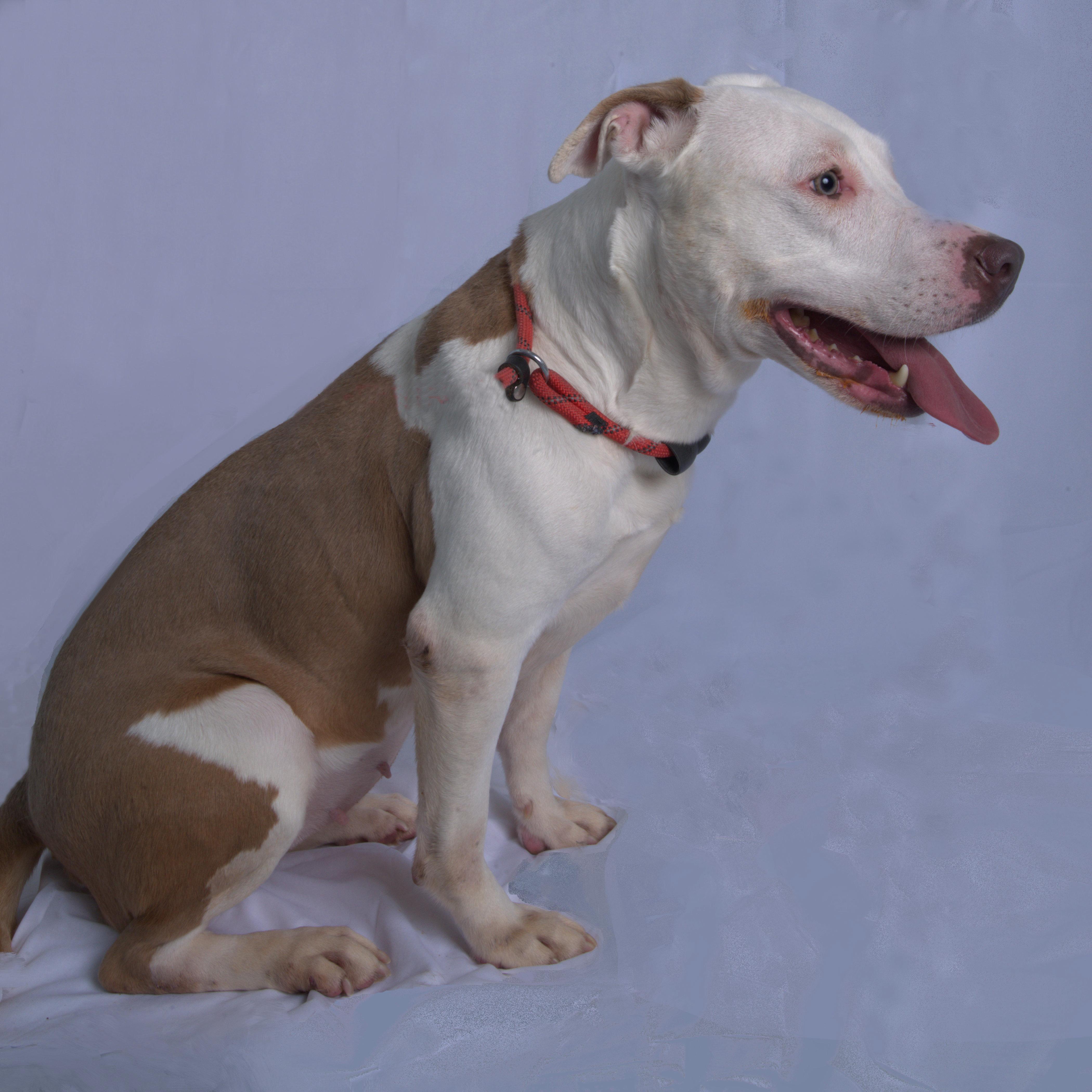 Enlarge Tiny ***No Adoption Fee Through March***, an adopted mixed breed in Stafford, VA image 4/6