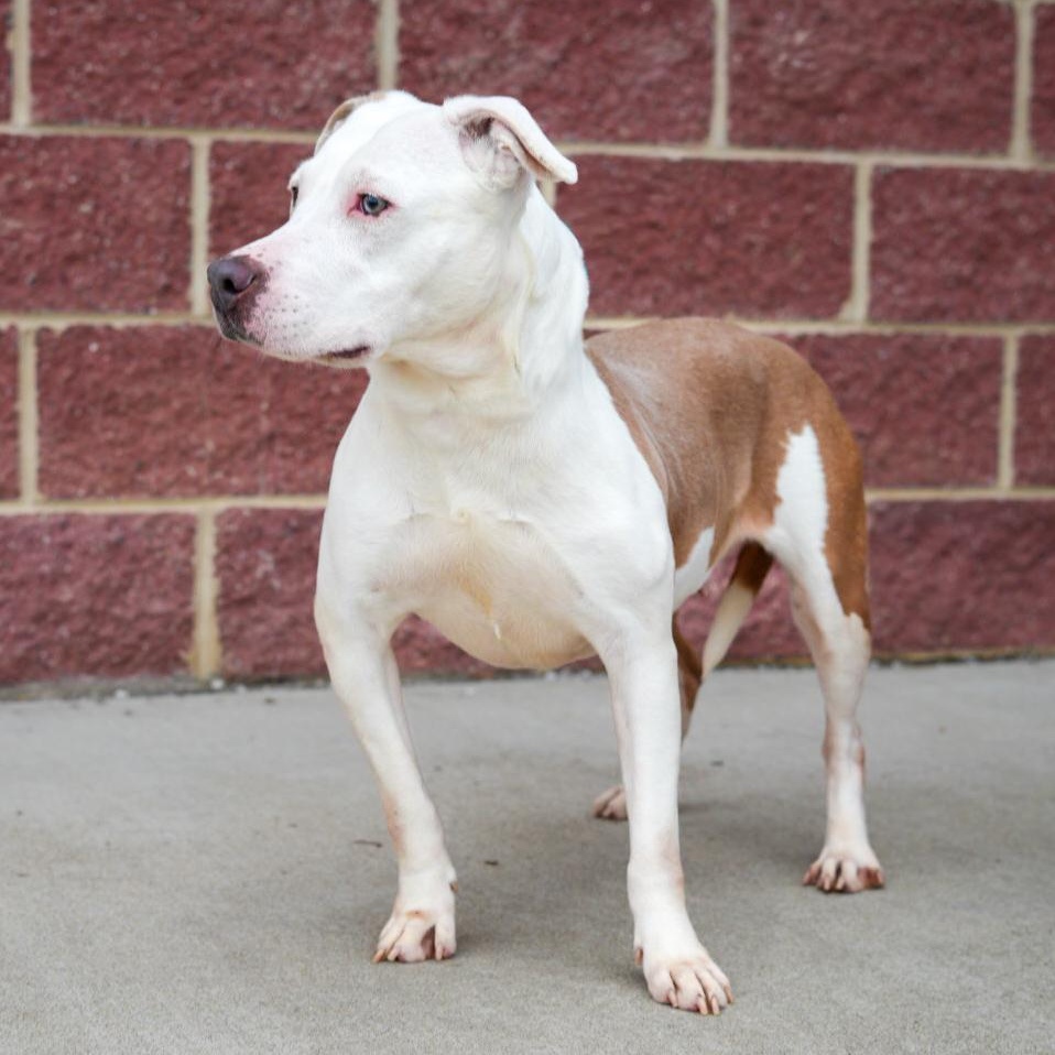 Enlarge Tiny ***No Adoption Fee Through March***, an adopted mixed breed in Stafford, VA image 6/6