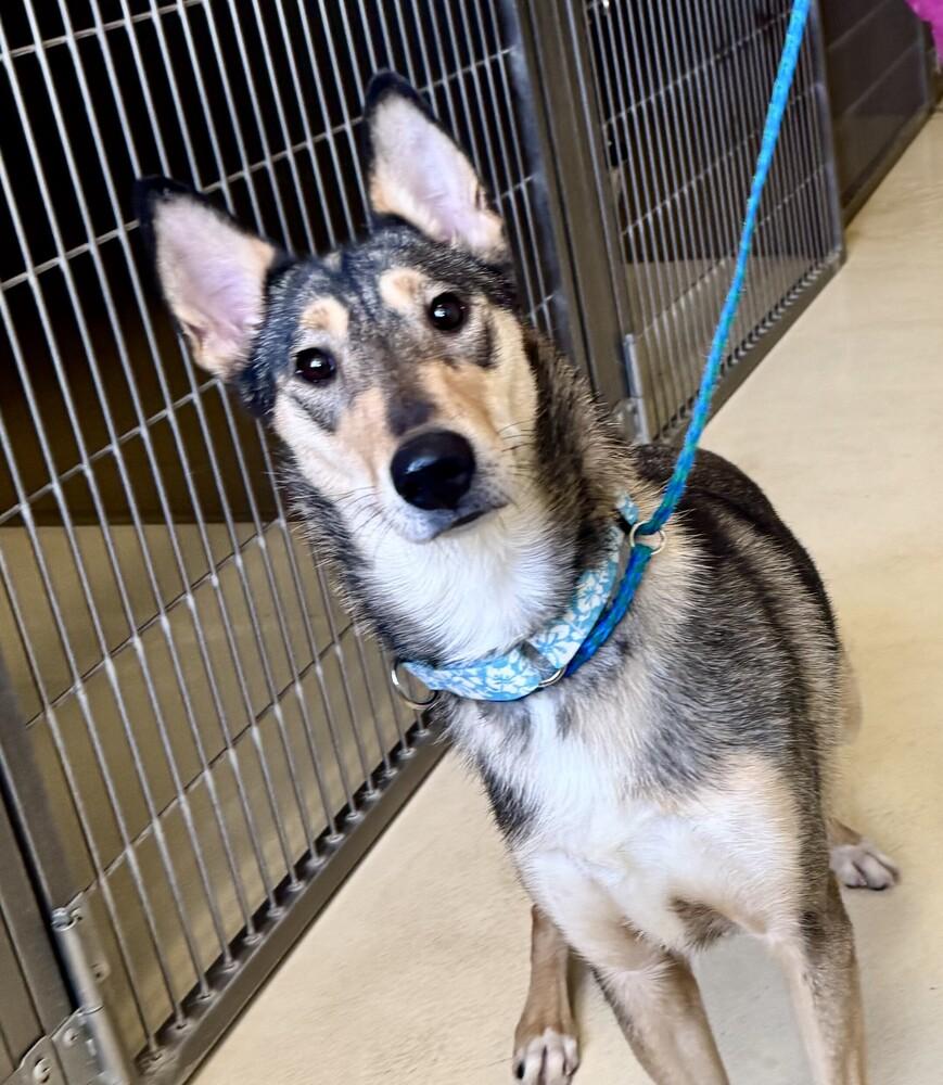 Enlarge Jazz, a Adoptable mixed breed in Kalamazoo, MI image 1/2