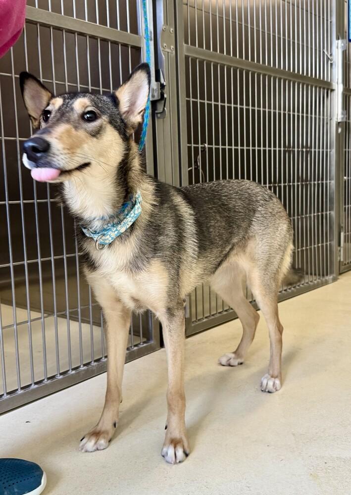 Enlarge Jazz, a Adoptable mixed breed in Kalamazoo, MI image 2/2