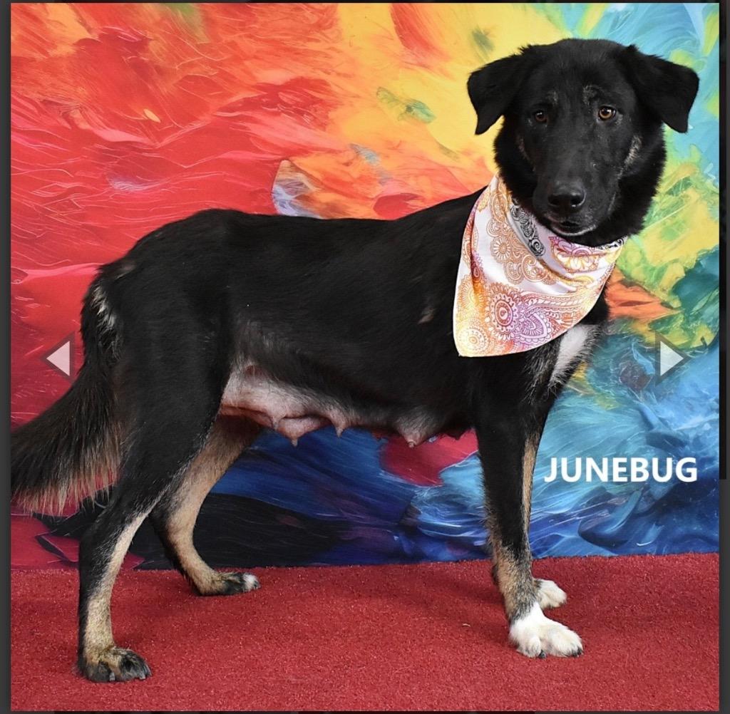 Junebug, Adoptable, Adult Female Shepherd & Shepherd.