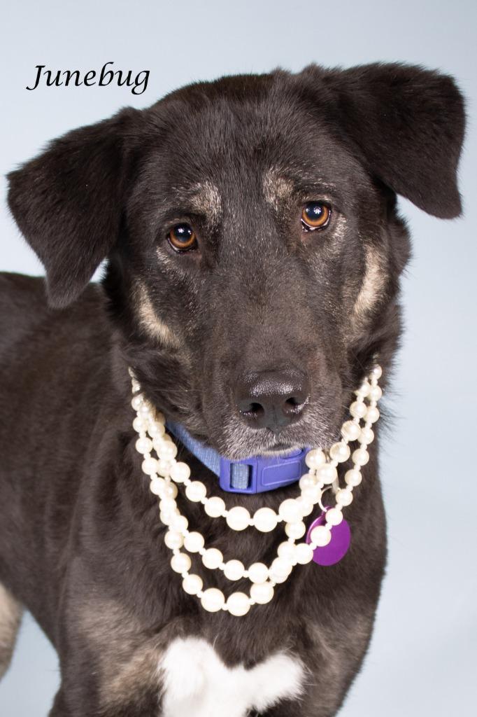 Junebug, a Adoptable mixed breed in Gilbert, AZ image 2/3