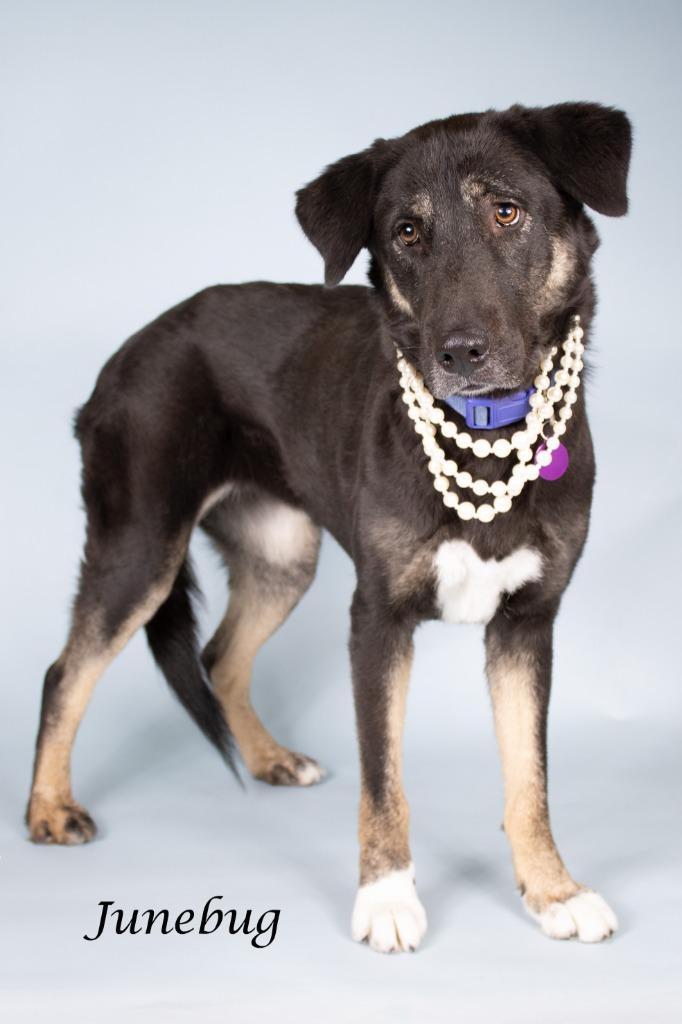 Junebug, a Adoptable mixed breed in Gilbert, AZ image 3/3