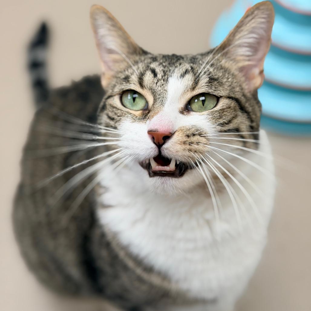 Pip, Adoptable, Adult Male Domestic Short Hair.