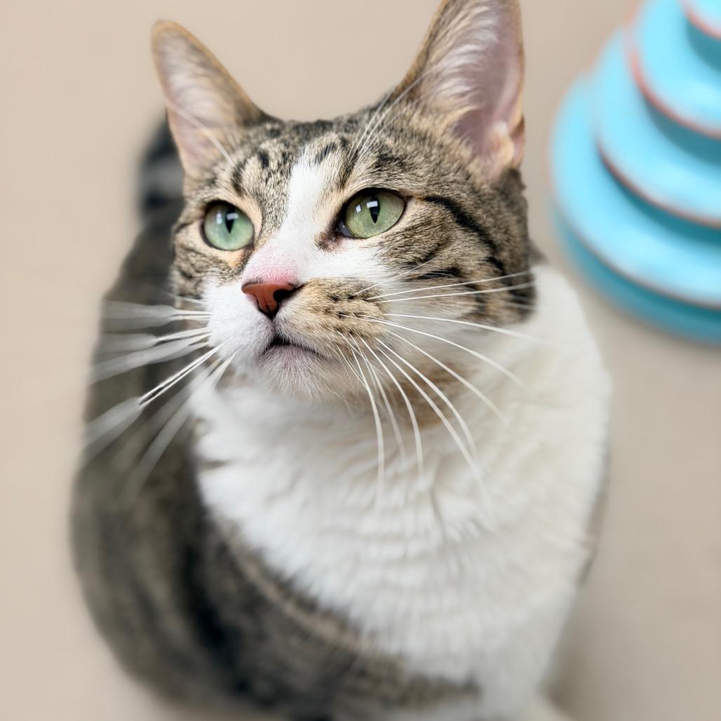 Enlarge Pip, a Adoptable Domestic Short Hair in Champaign, IL image 2/6