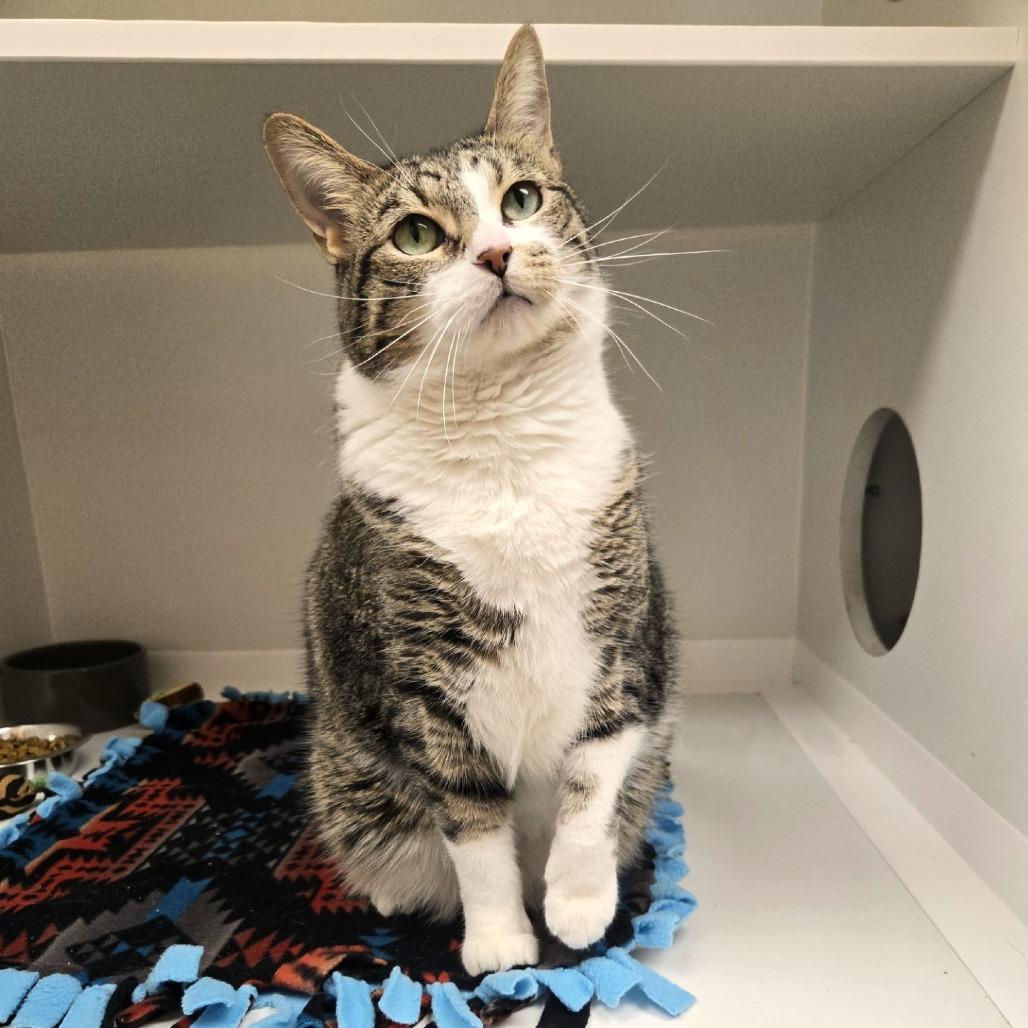 Enlarge Pip, a Adoptable Domestic Short Hair in Champaign, IL image 3/6