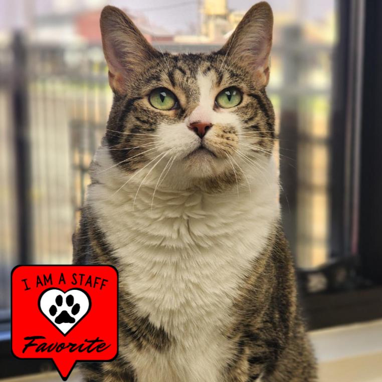 Enlarge Pip, a Adoptable Domestic Short Hair in Champaign, IL image 4/6