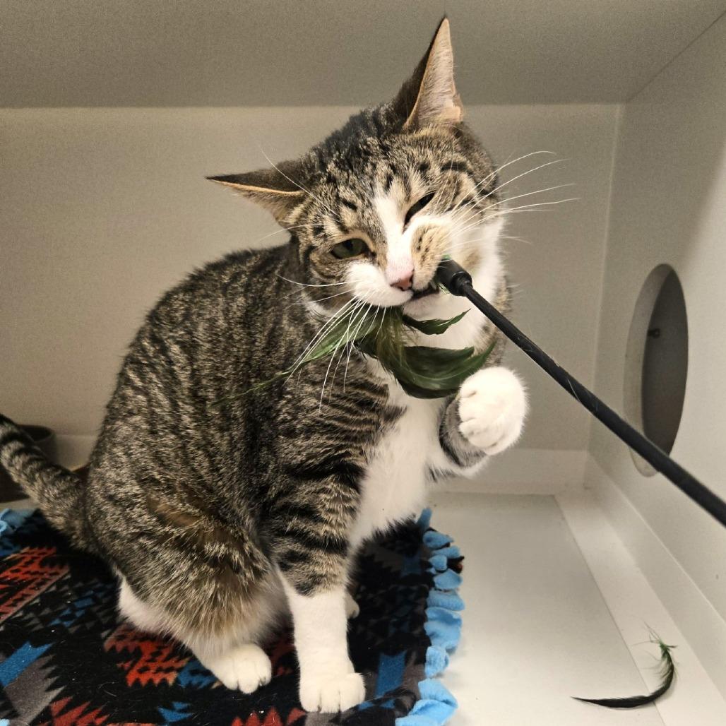 Enlarge Pip, a Adoptable Domestic Short Hair in Champaign, IL image 5/6