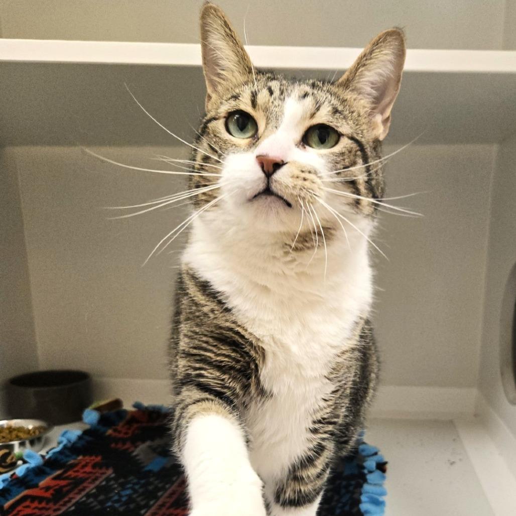 Enlarge Pip, a Adoptable Domestic Short Hair in Champaign, IL image 6/6