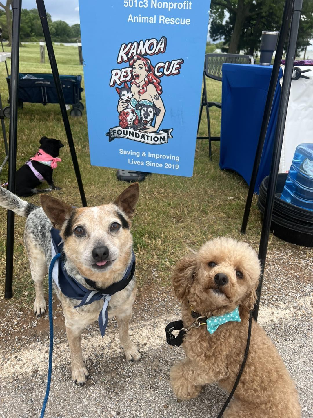 Enlarge Wall-E, a Adopted mixed breed in Oklahoma City, OK image 2/6