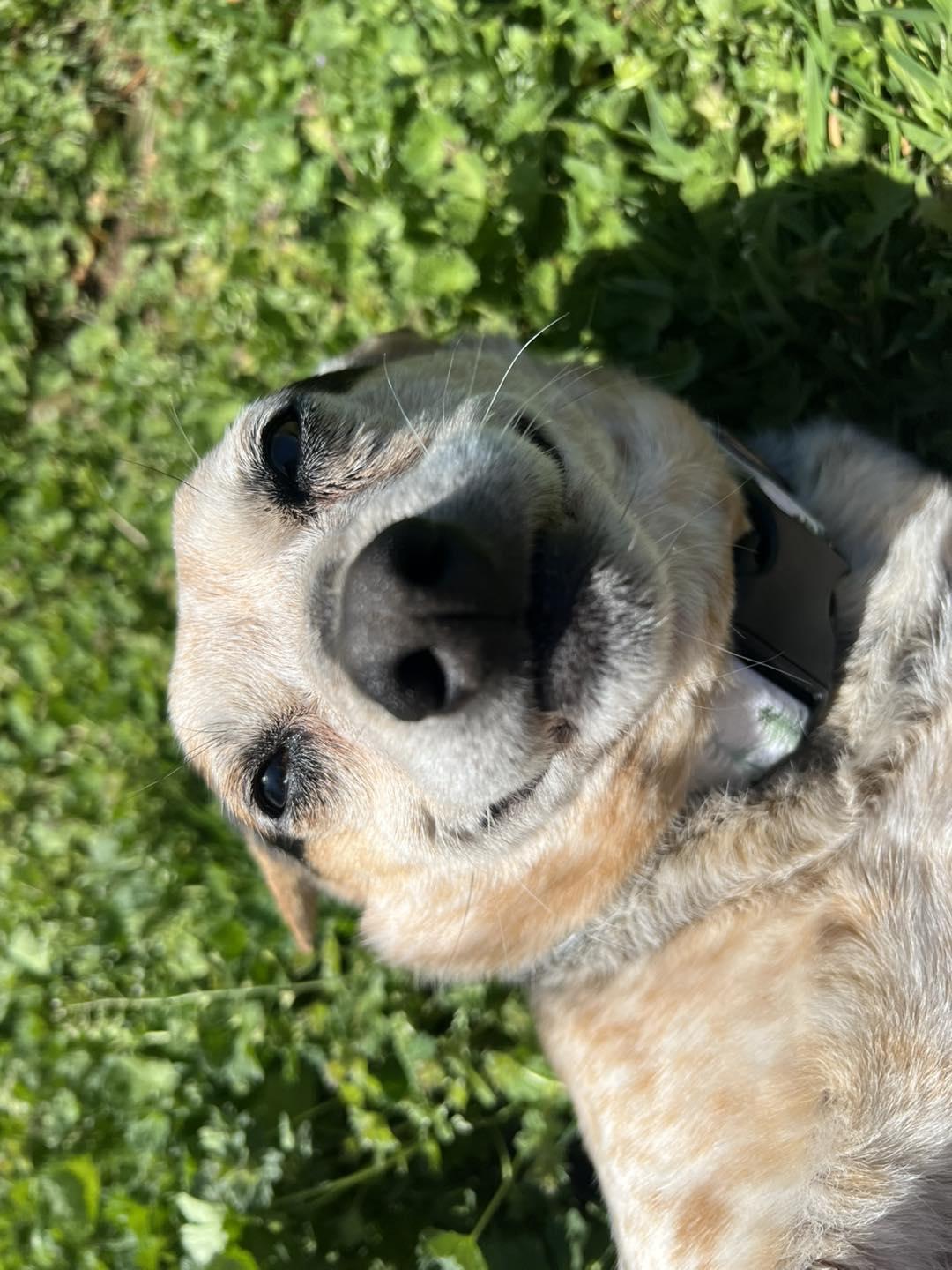 Enlarge Wall-E, a Adopted mixed breed in Oklahoma City, OK image 3/6