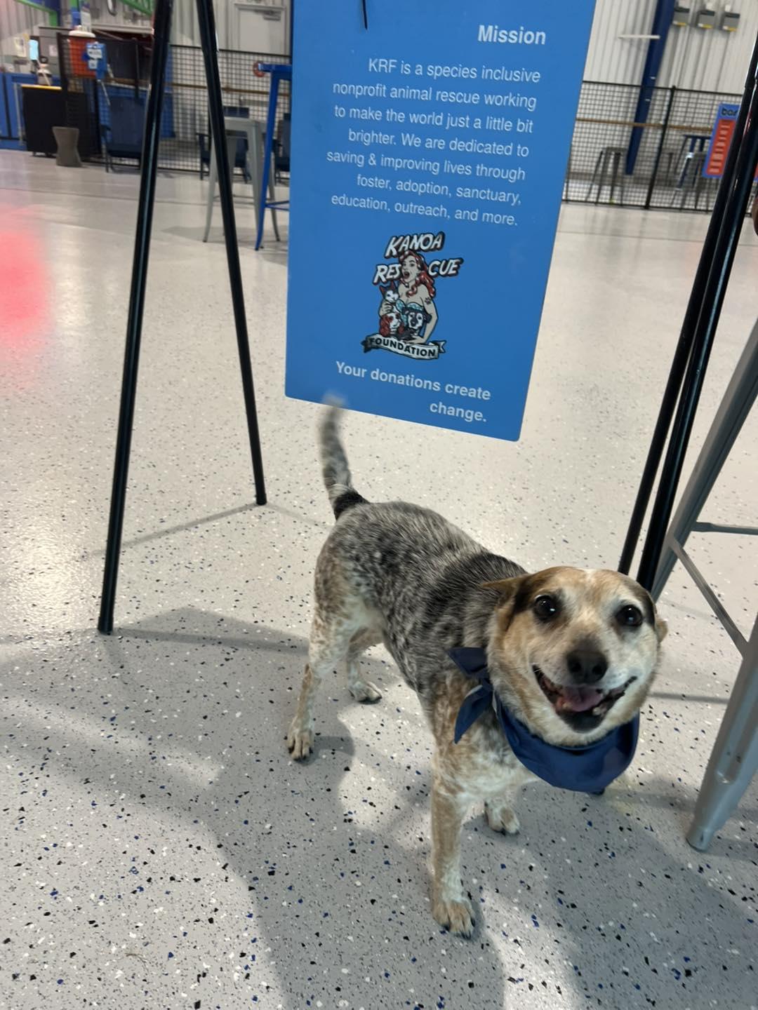 Enlarge Wall-E, a Adopted mixed breed in Oklahoma City, OK image 4/6