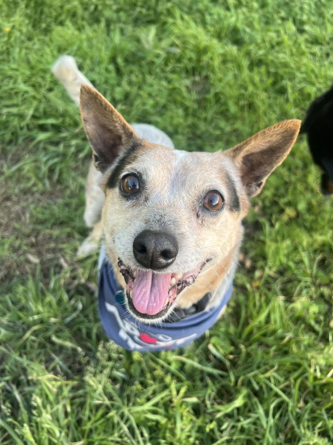 Enlarge Wall-E, a Adopted mixed breed in Oklahoma City, OK image 5/6