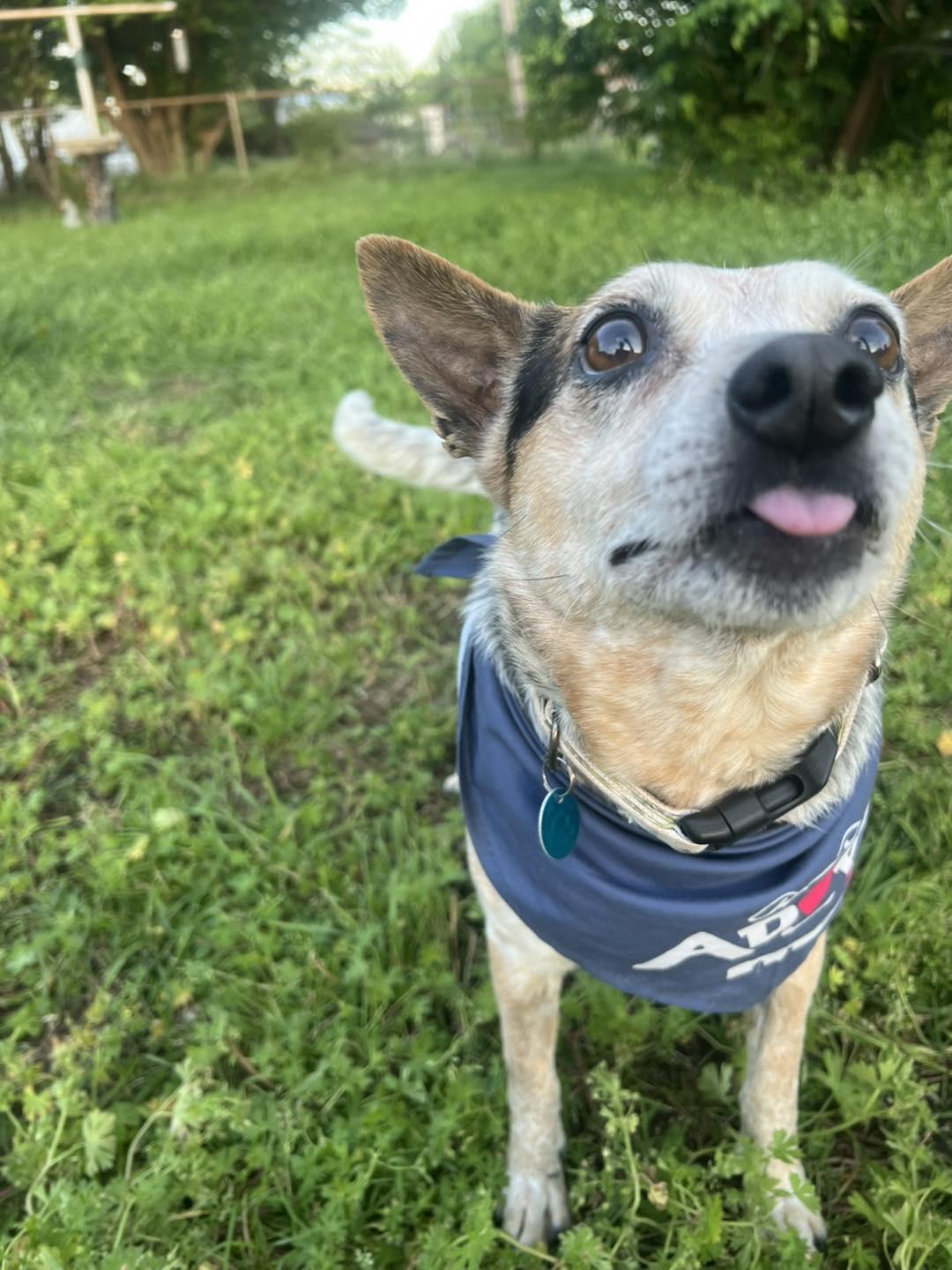 Enlarge Wall-E, a Adopted mixed breed in Oklahoma City, OK image 6/6