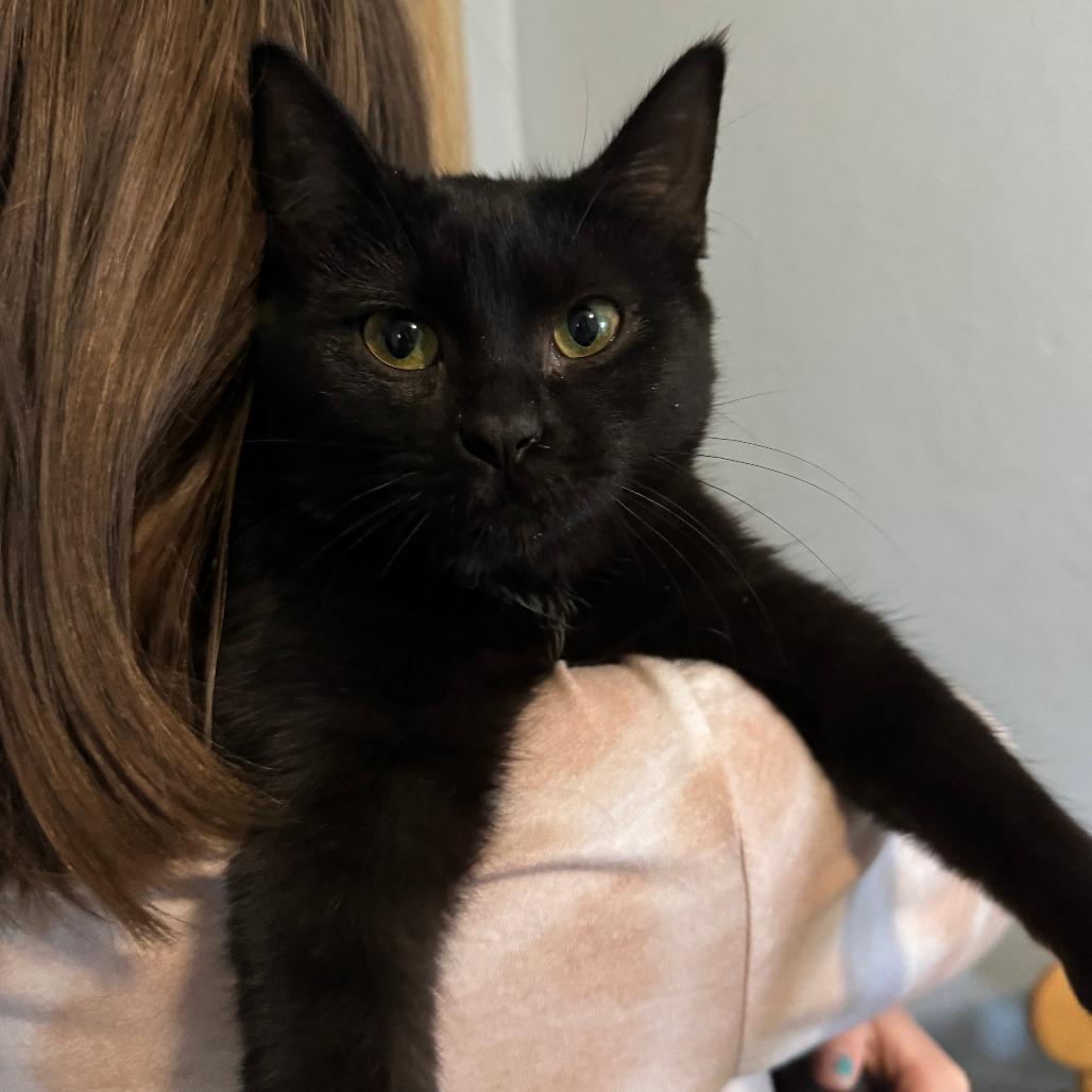 Janis, a Adoptable Domestic Short Hair in Portage, MI image 1/4