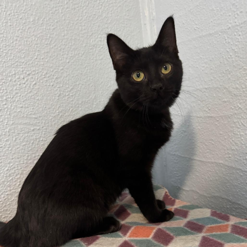 Janis, a Adoptable Domestic Short Hair in Portage, MI image 2/4