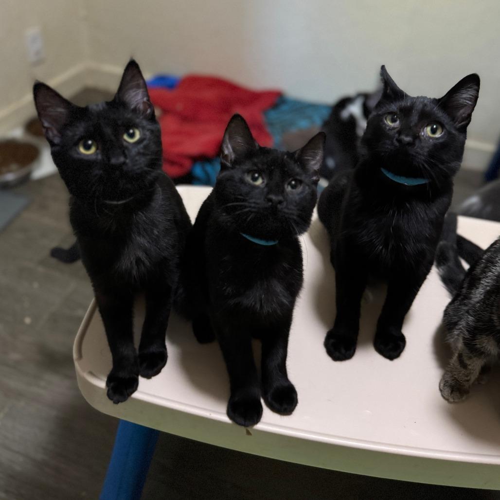 Janis, a Adoptable Domestic Short Hair in Portage, MI image 3/4