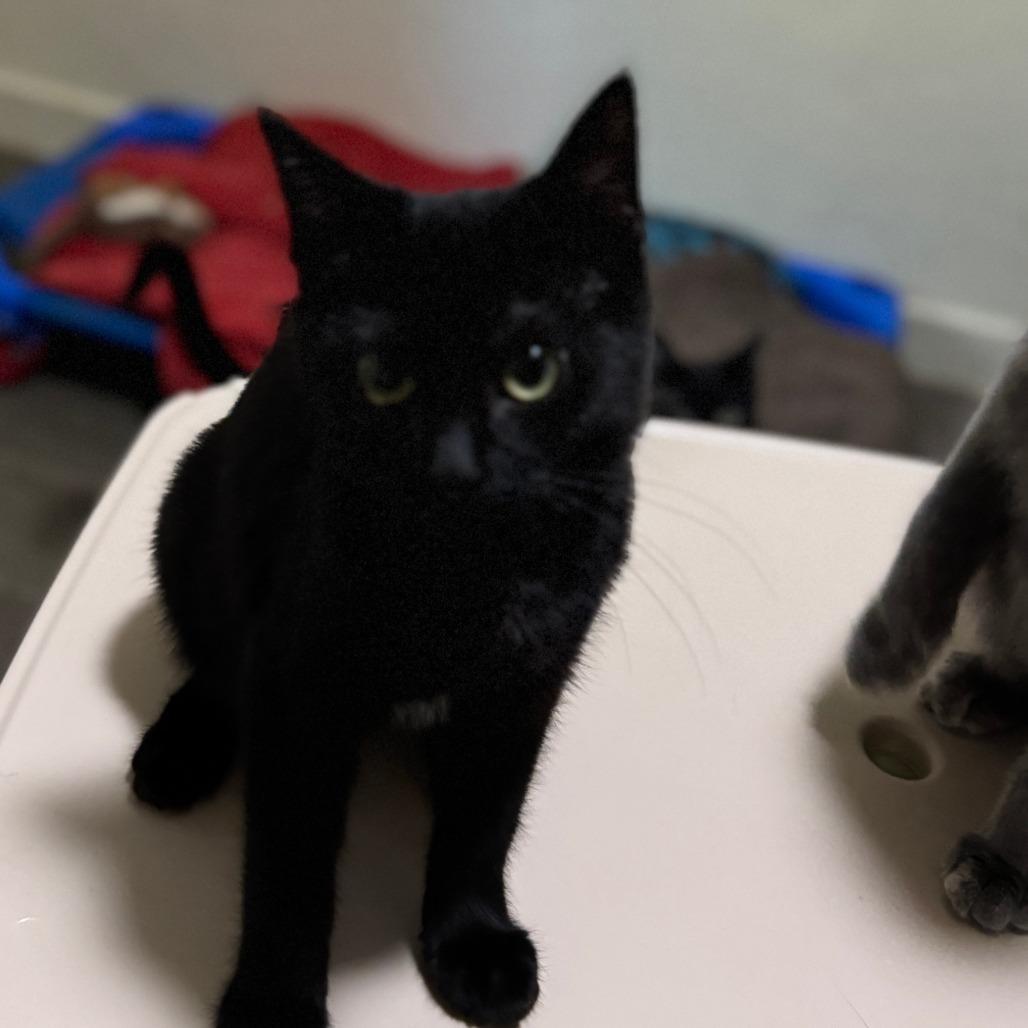 Janis, a Adoptable Domestic Short Hair in Portage, MI image 4/4