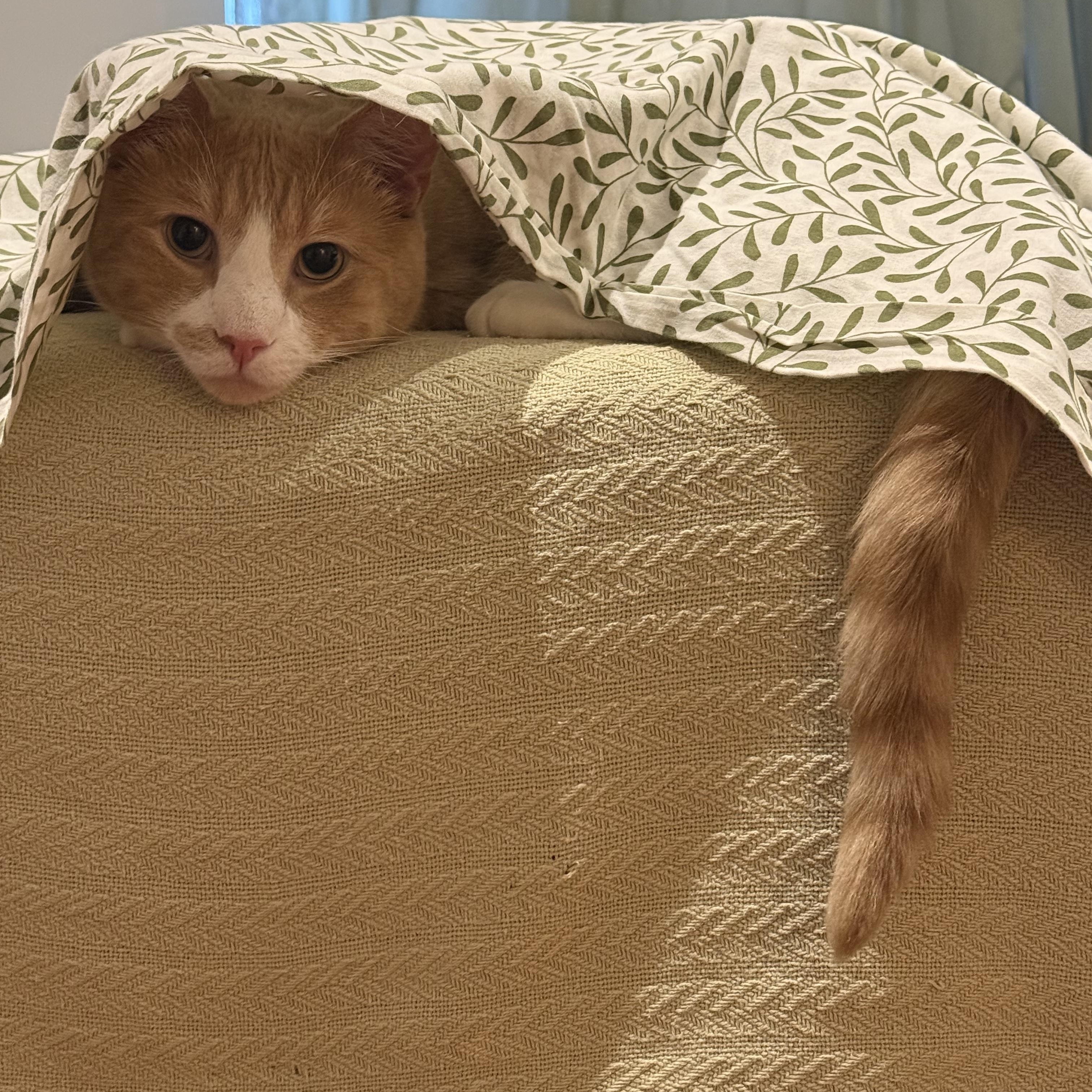 Enlarge Remi, a ADOPTABLE Domestic Short Hair in New York, NY image 3/3