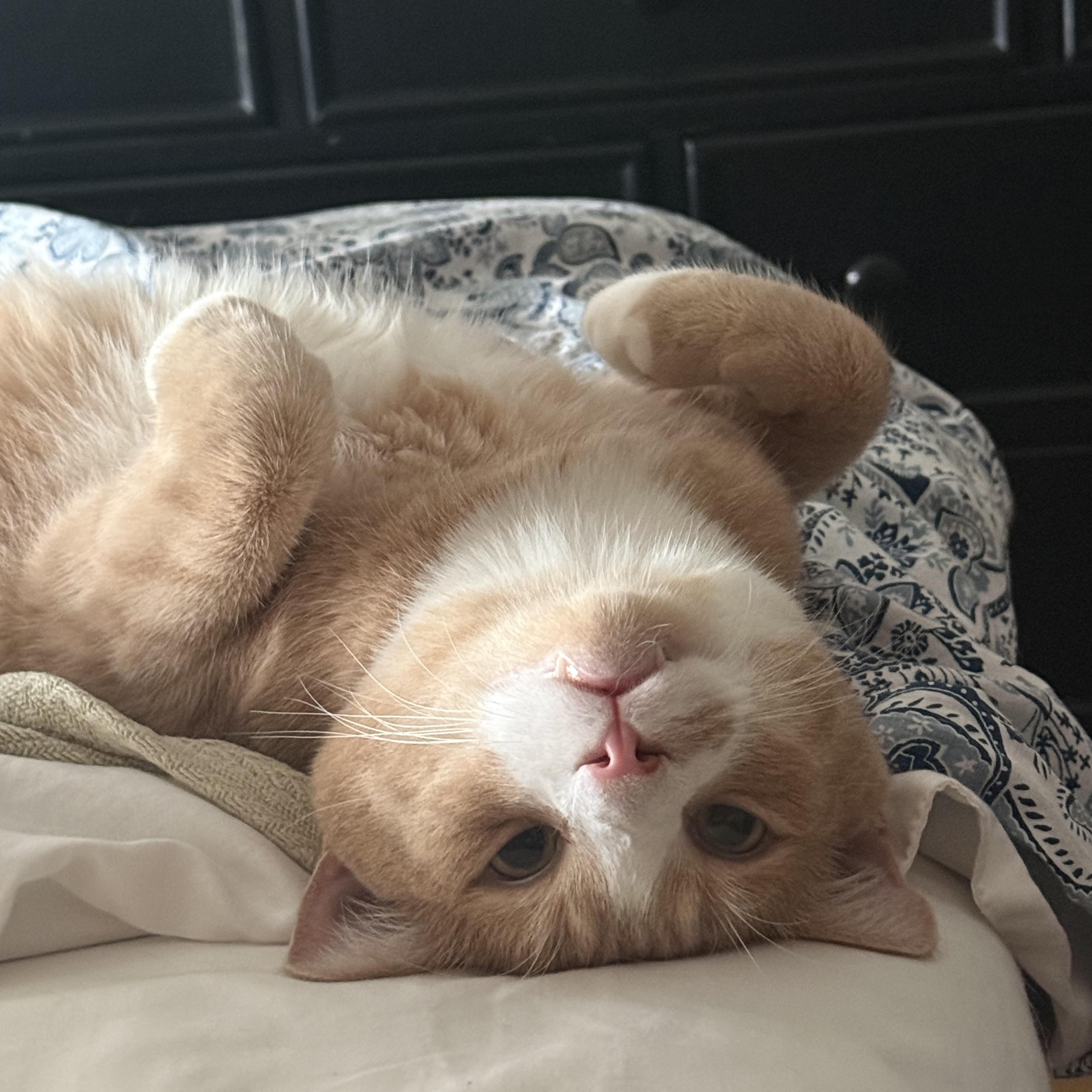 Enlarge Remi, a ADOPTABLE Domestic Short Hair in New York, NY image 2/3