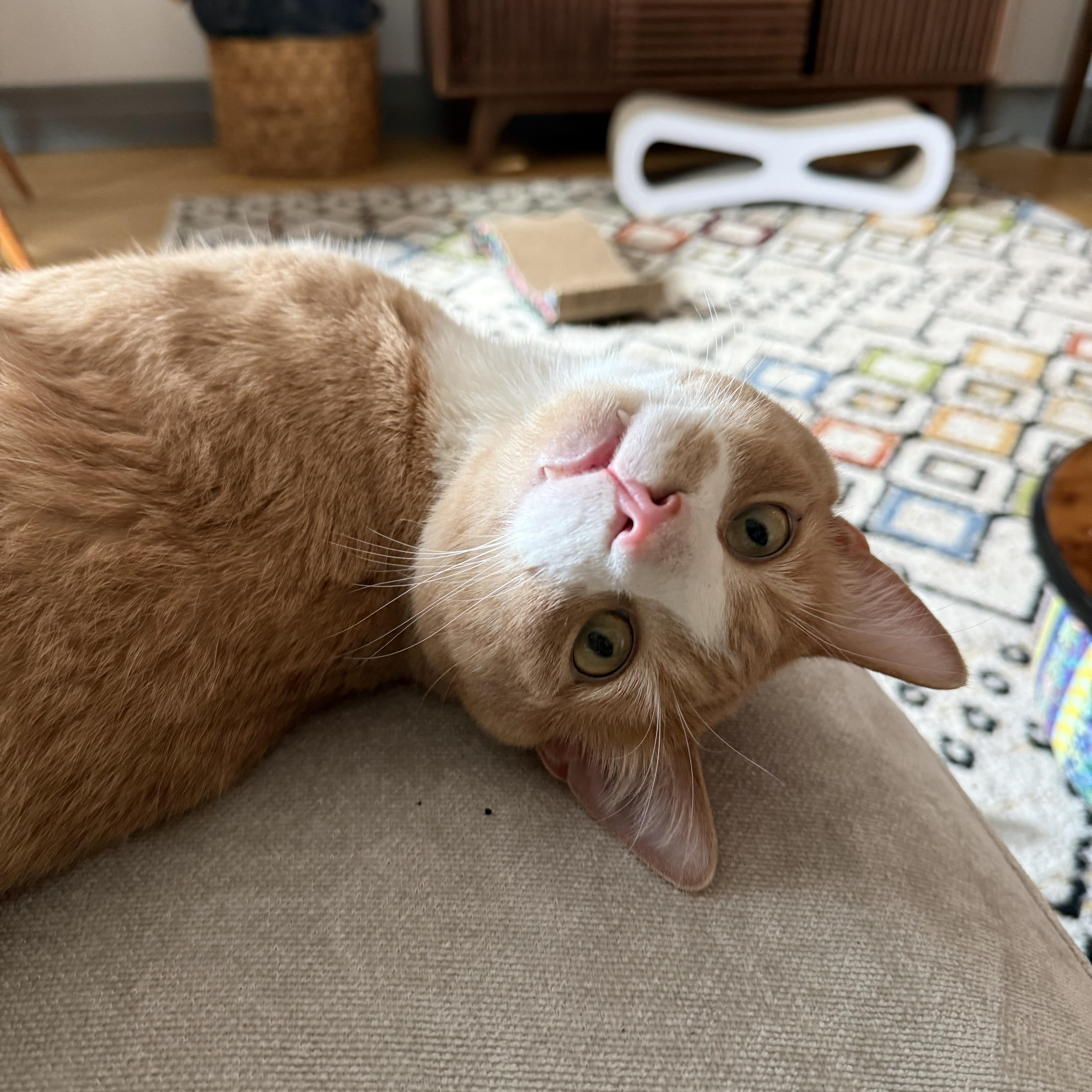 Enlarge Remi, a ADOPTABLE Domestic Short Hair in New York, NY image 1/3