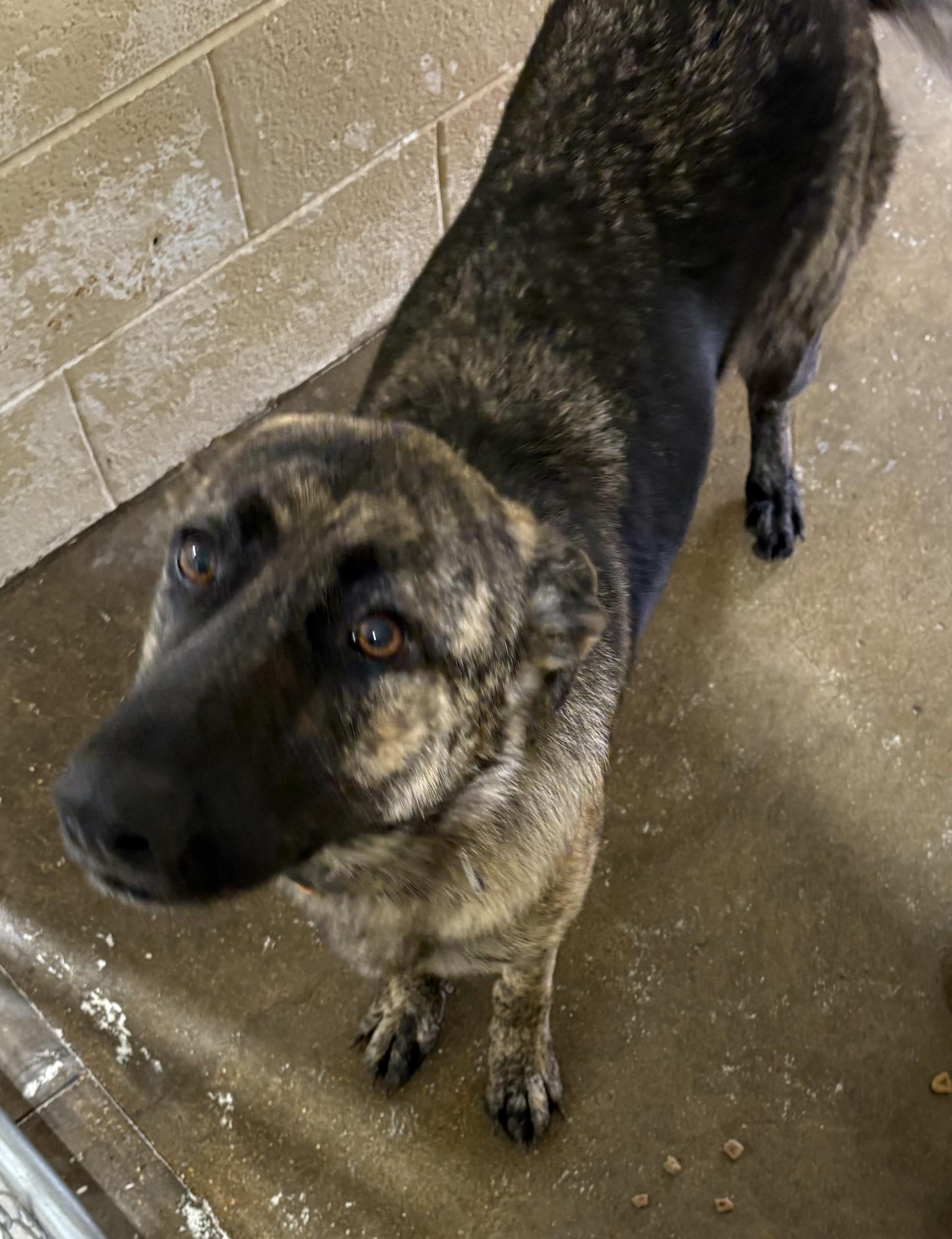 Enlarge PIPPEN, a Adoptable German Shepherd Dog in Paris , TN image 1/1