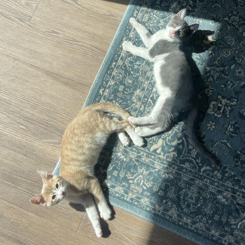 Caesar — thumbnail 2