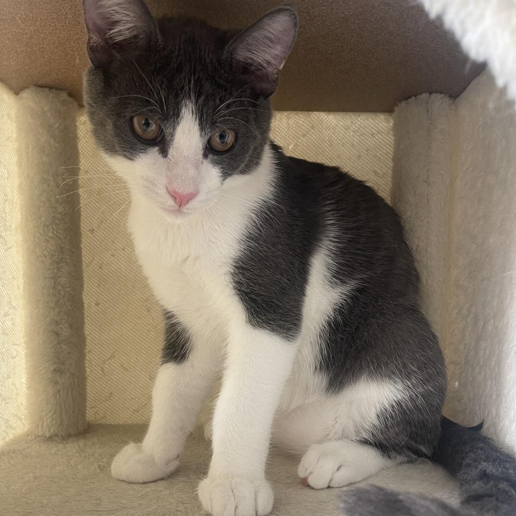 Caesar — thumbnail 3