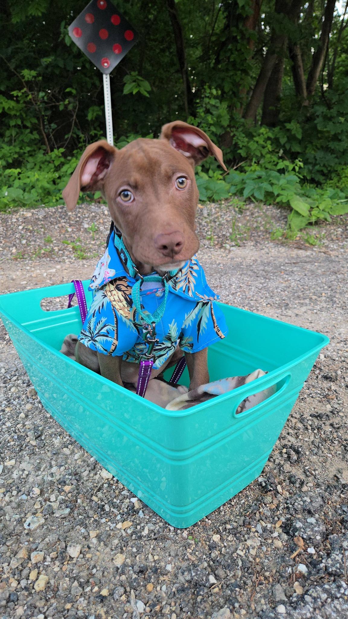 Enlarge Hershey, a Adopted mixed breed in Macomb, IL image 2/5