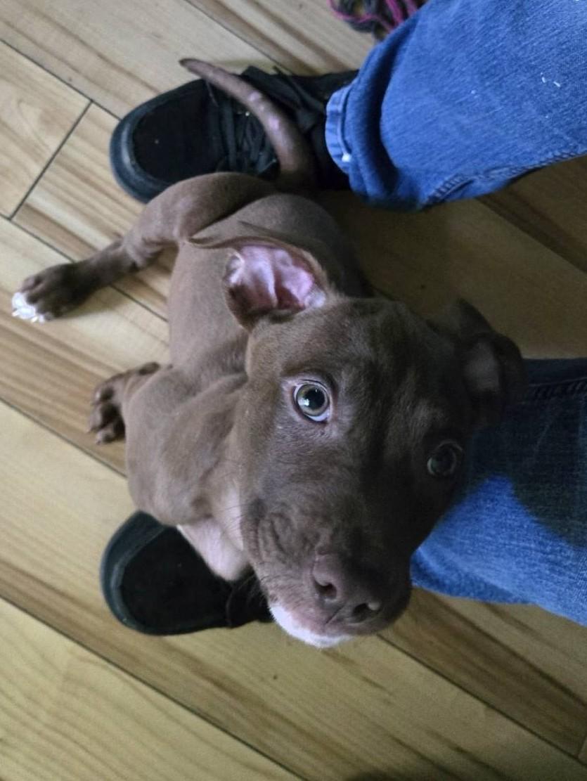 Enlarge Hershey, a Adopted mixed breed in Macomb, IL image 5/5