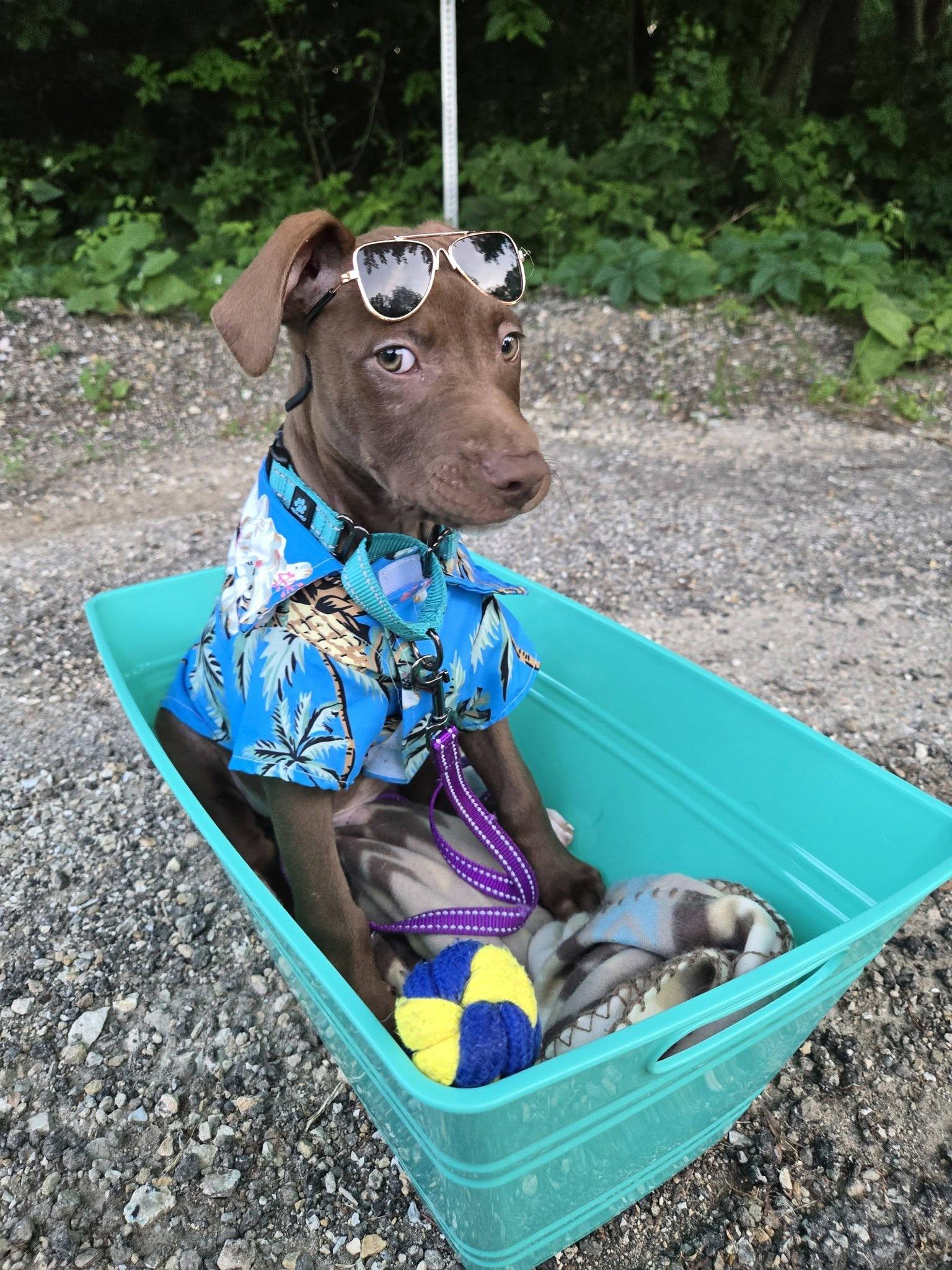 Enlarge Hershey, a Adopted mixed breed in Macomb, IL image 1/5