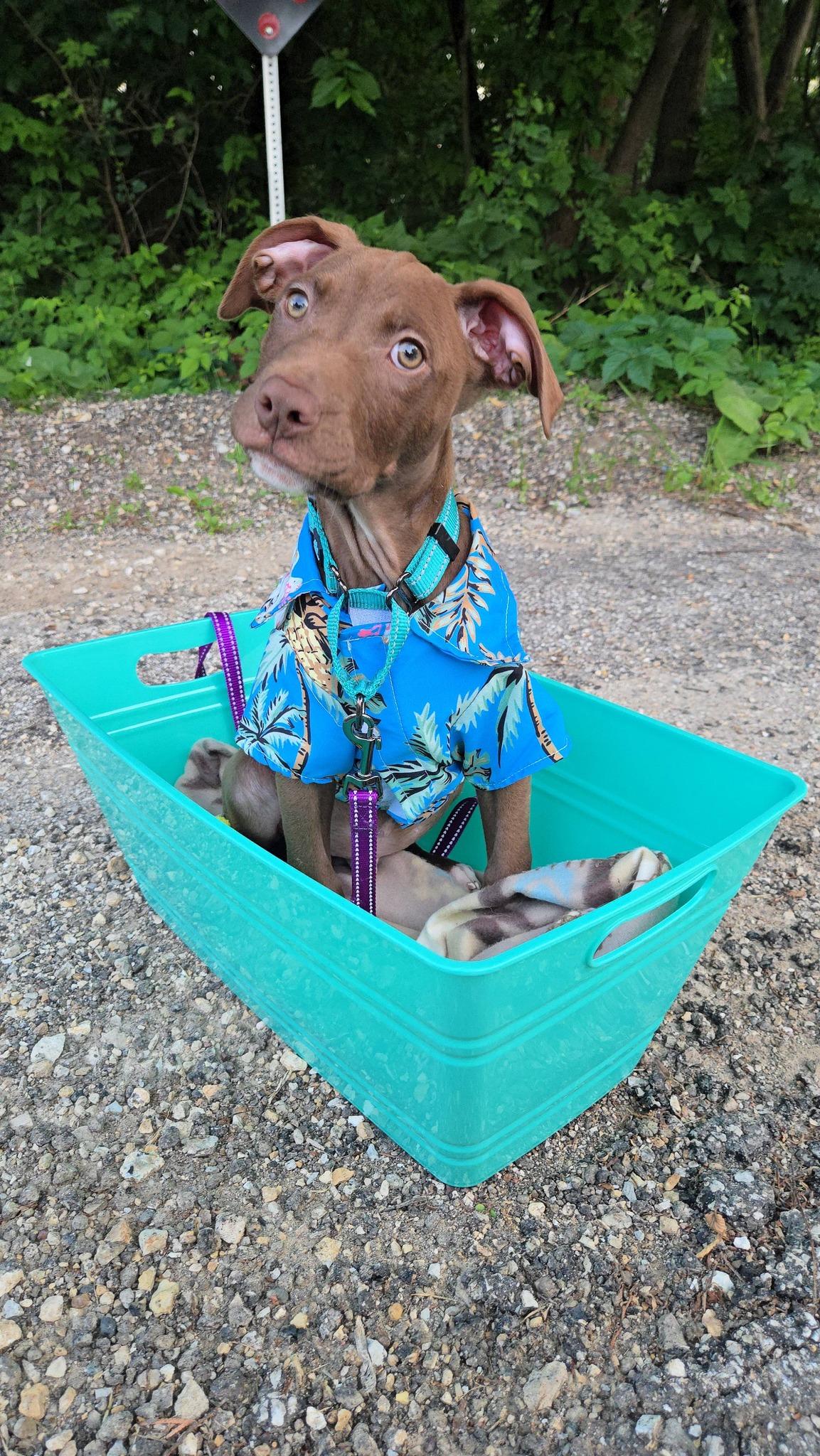Enlarge Hershey, a Adopted mixed breed in Macomb, IL image 3/5