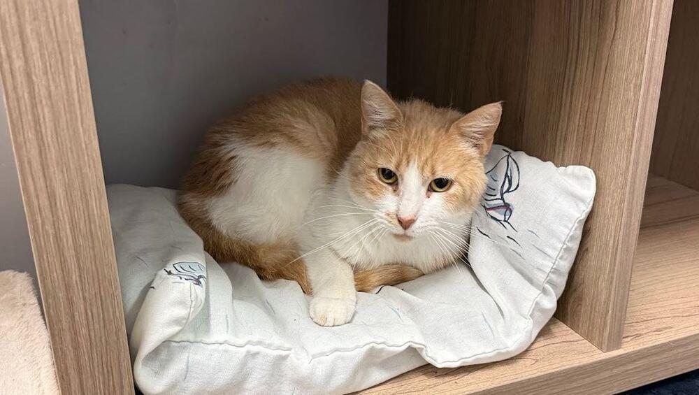 Prada, a Adoptable Domestic Short Hair in Hudson, NH image 2/2