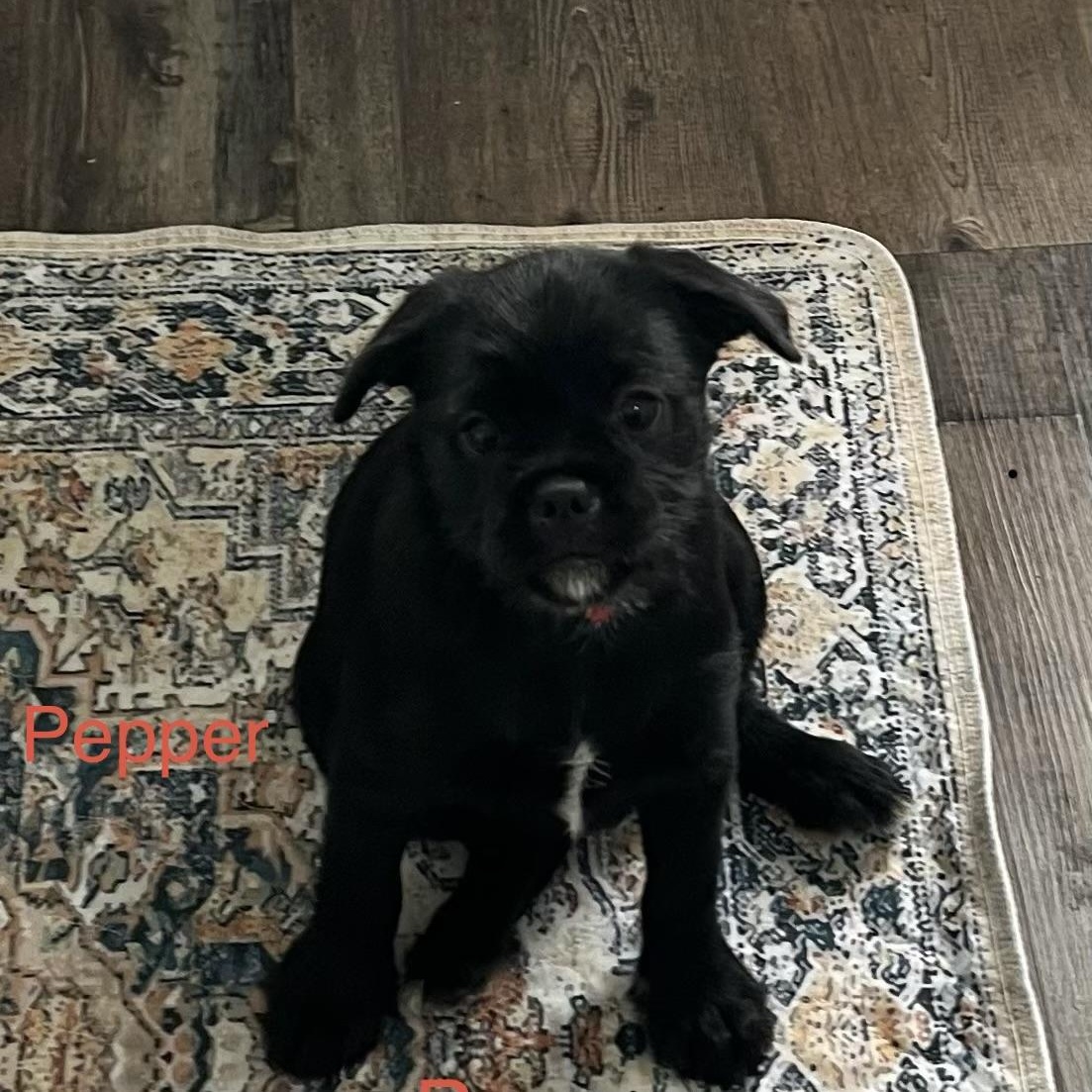 Pepper, ADOPTABLE, Puppy Female Pug & Schnauzer.