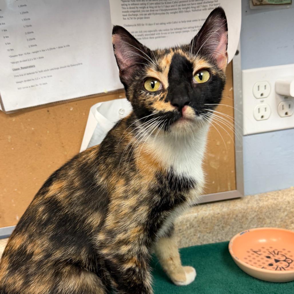 Maia, Adoptable, Young Female Domestic Short Hair.