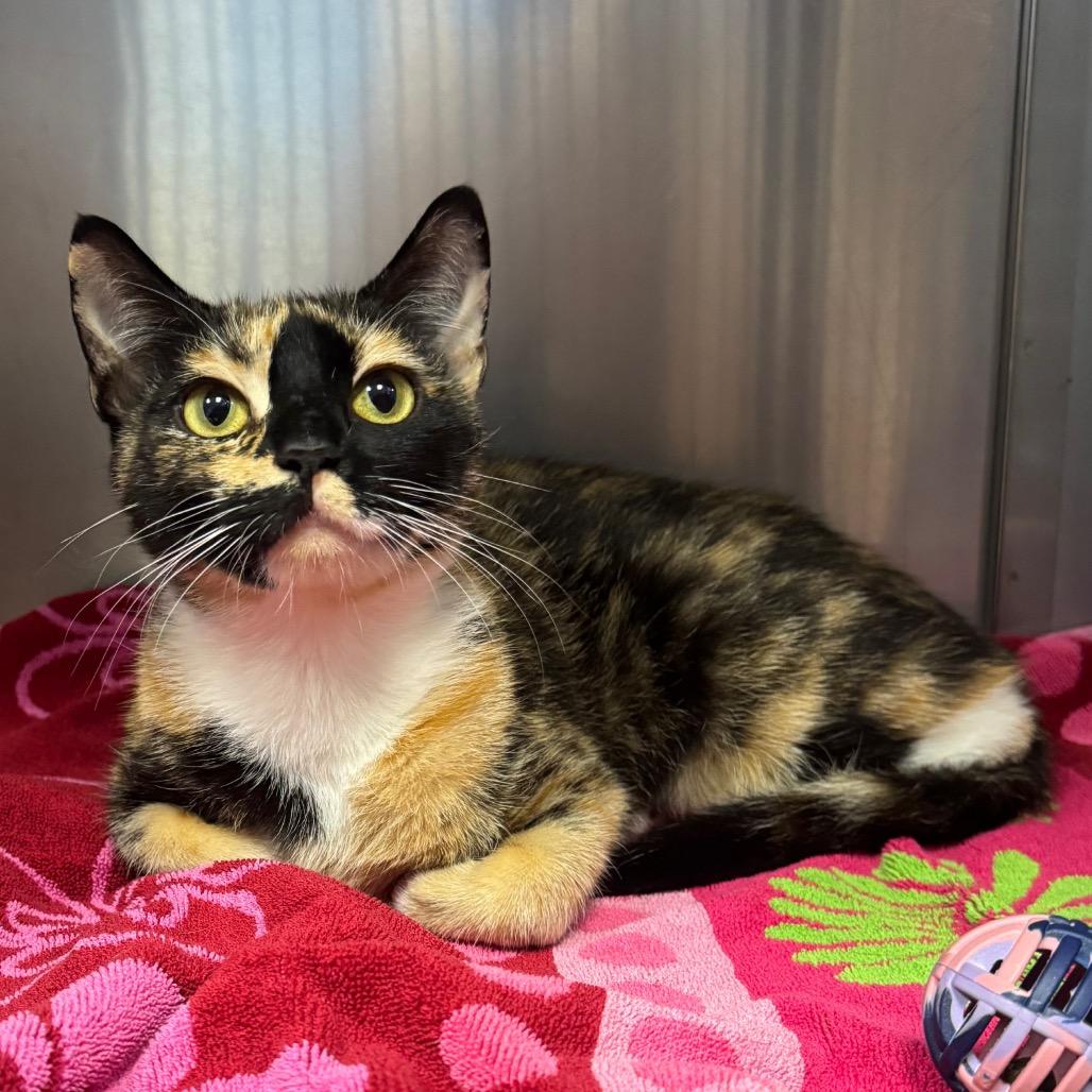 Enlarge Maia, a Adoptable Domestic Short Hair in Easton, PA image 2/4