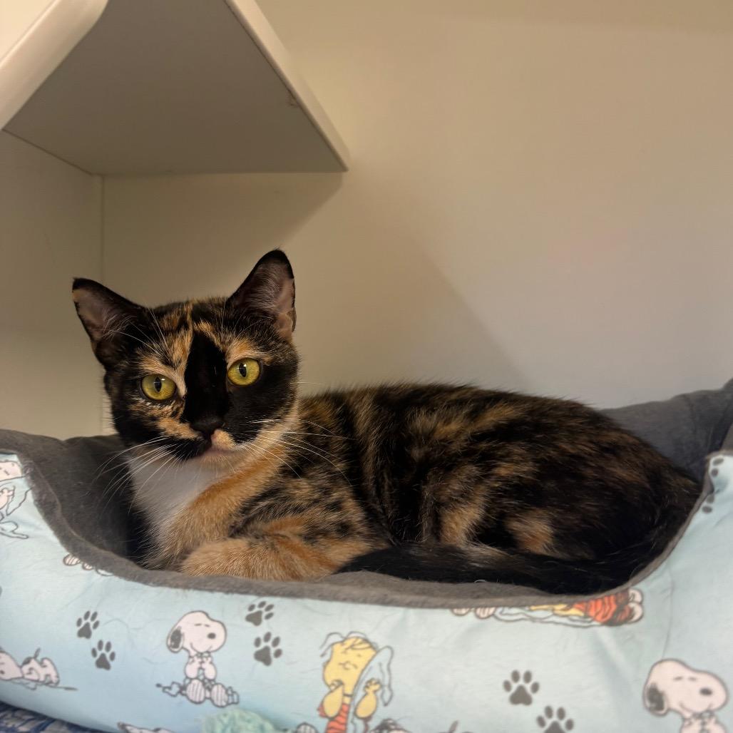 Enlarge Maia, a Adoptable Domestic Short Hair in Easton, PA image 3/4