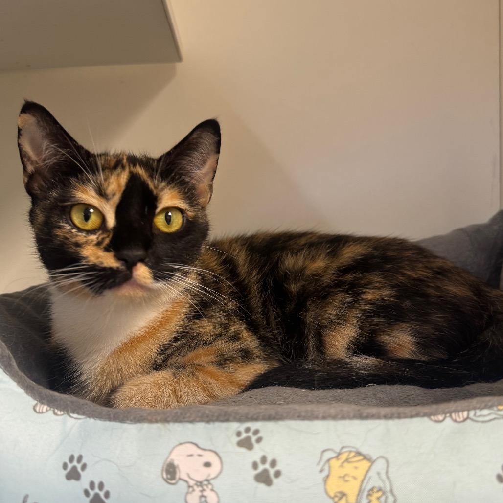 Enlarge Maia, a Adoptable Domestic Short Hair in Easton, PA image 4/4