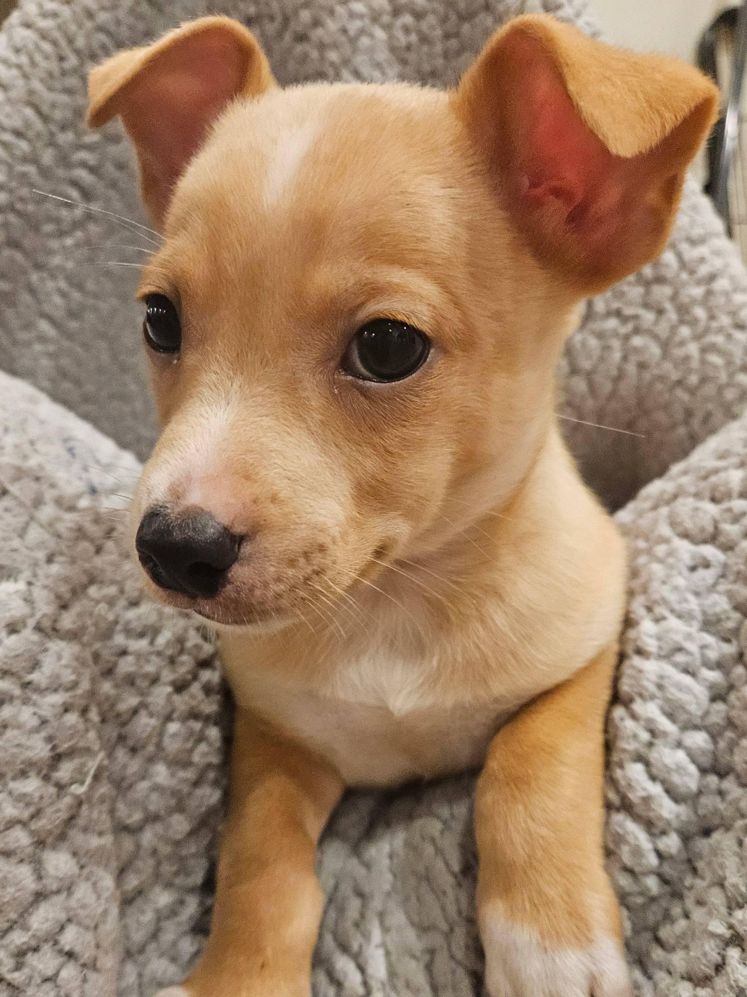 Alvin, adopted, Puppy Male Chihuahua & Mixed Breed.