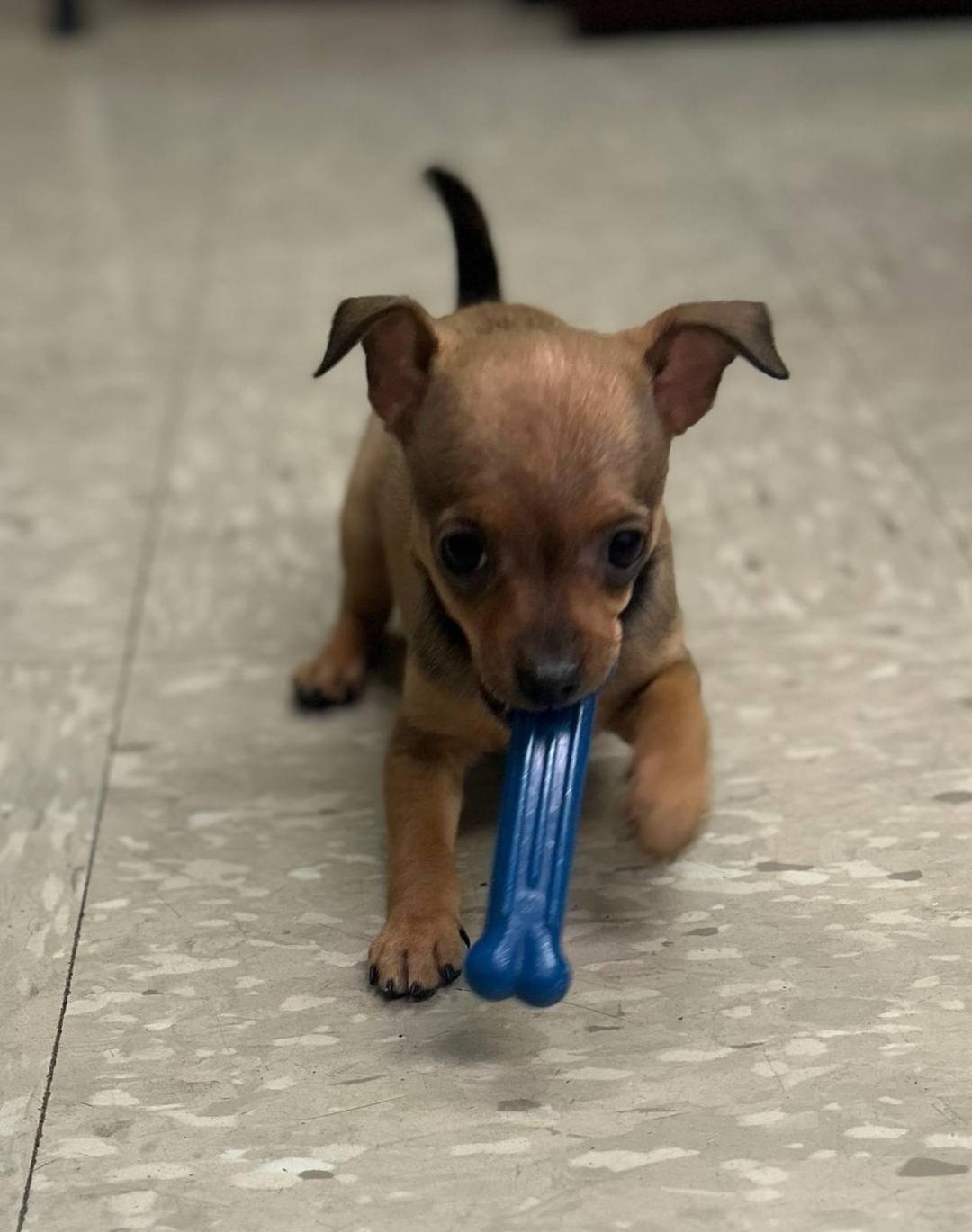 Enlarge Ginger, a Adopted mixed breed in Wichita, KS image 1/1
