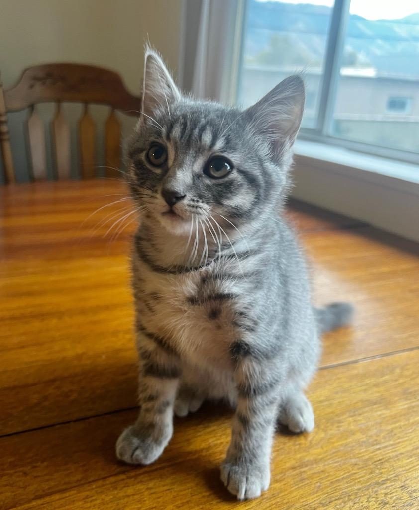 Artemis, Adoptable, Kitten Female Domestic Short Hair.